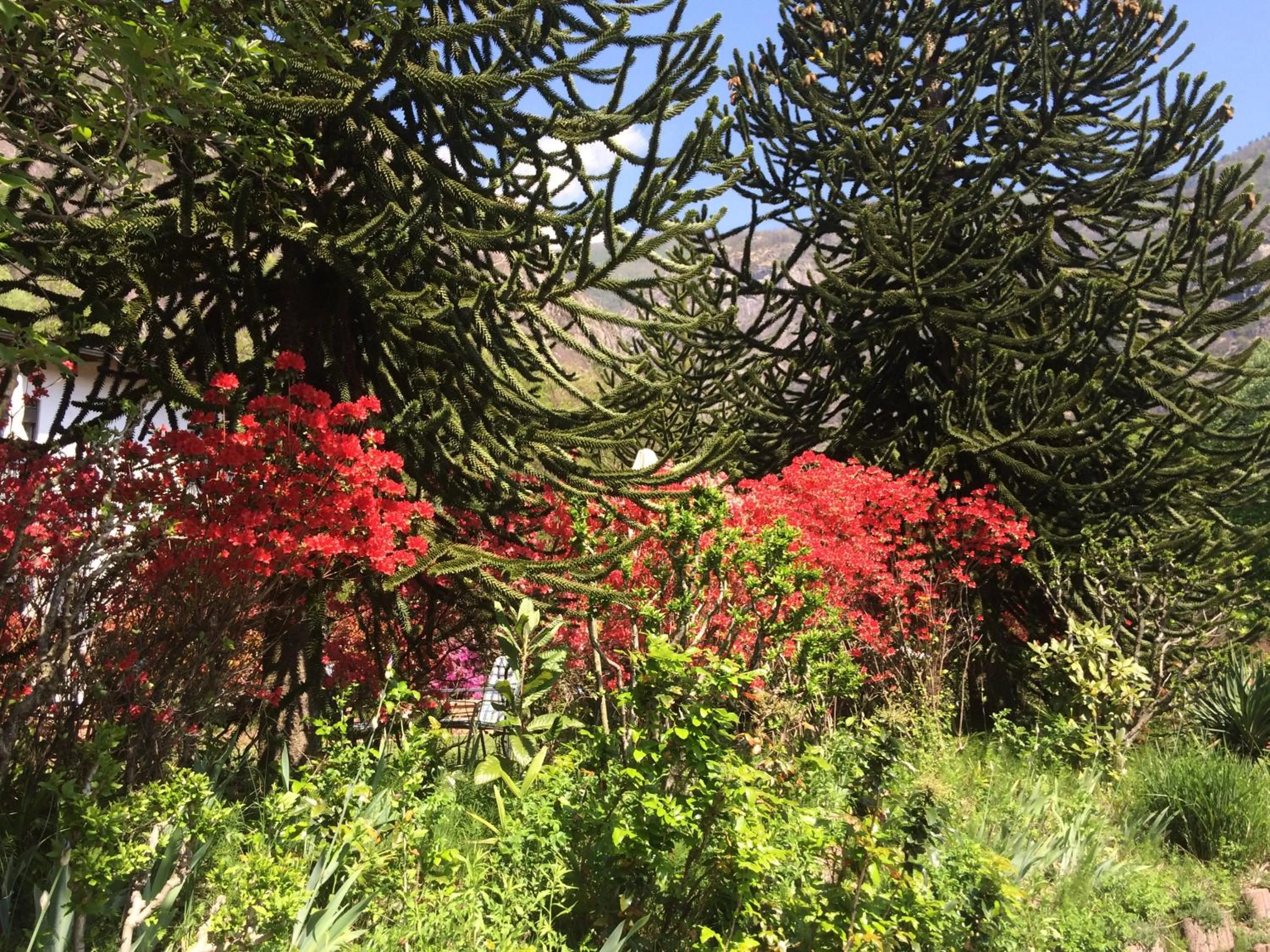 Garden in Hotel Al Fiume