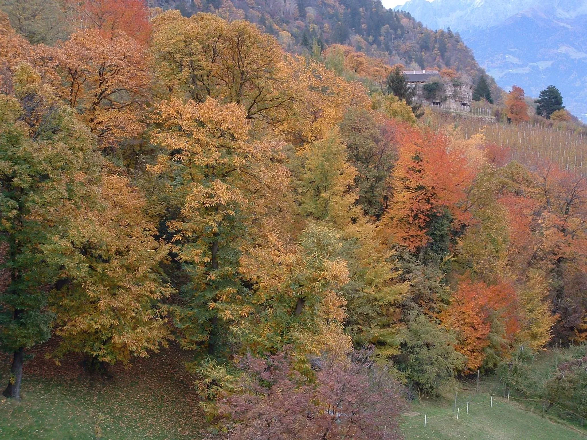 Natural landscape in Appartements Lenzenhof