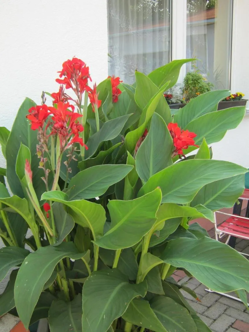 Garden in Hotel Landhaus Nassau