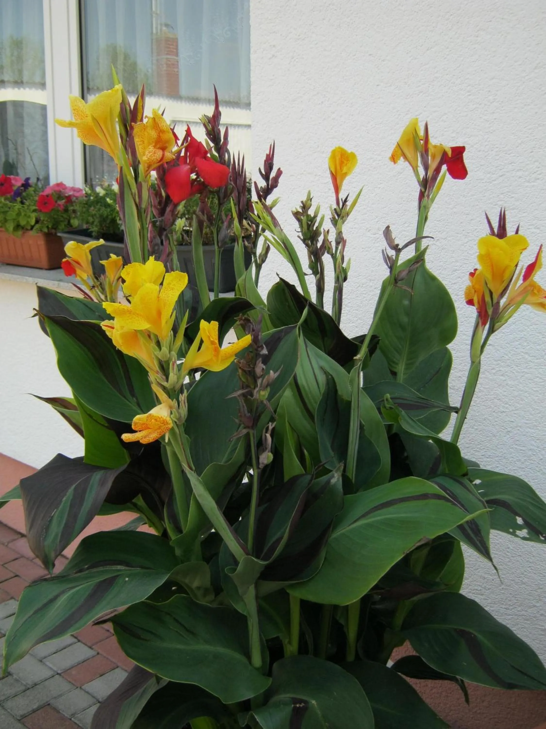 Garden in Hotel Landhaus Nassau