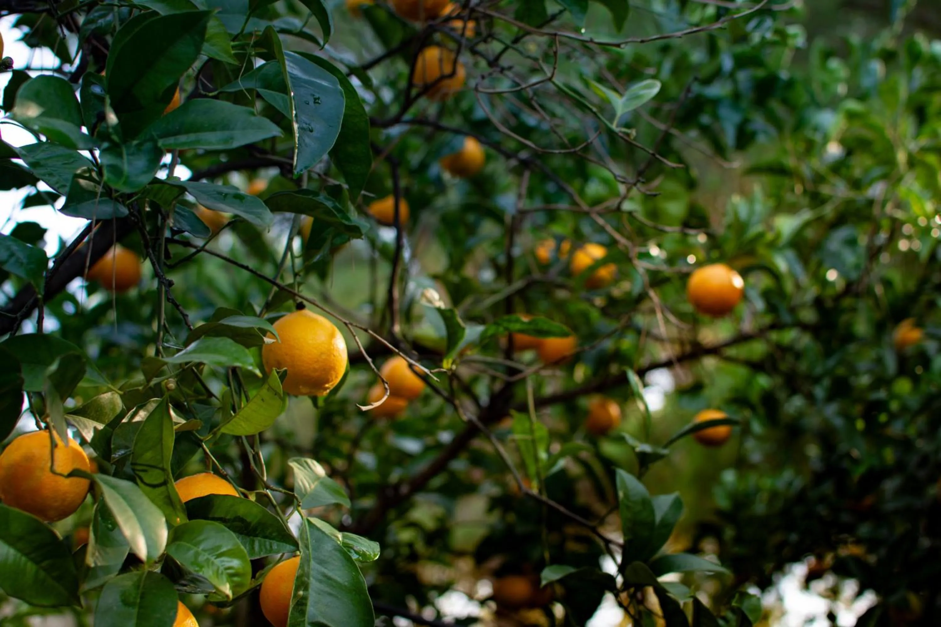 Property building in Antica Casina B&B di Charme