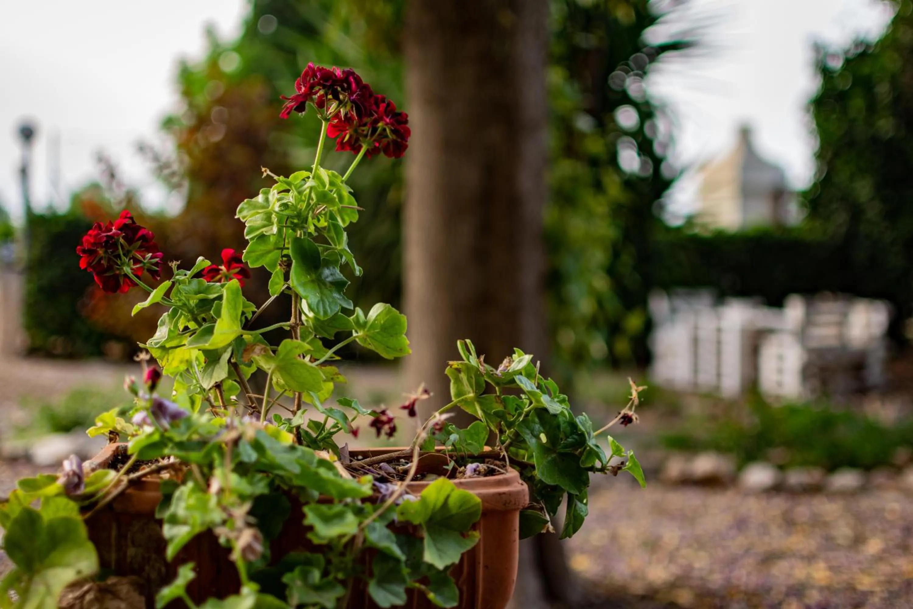 Property building in Antica Casina B&B di Charme