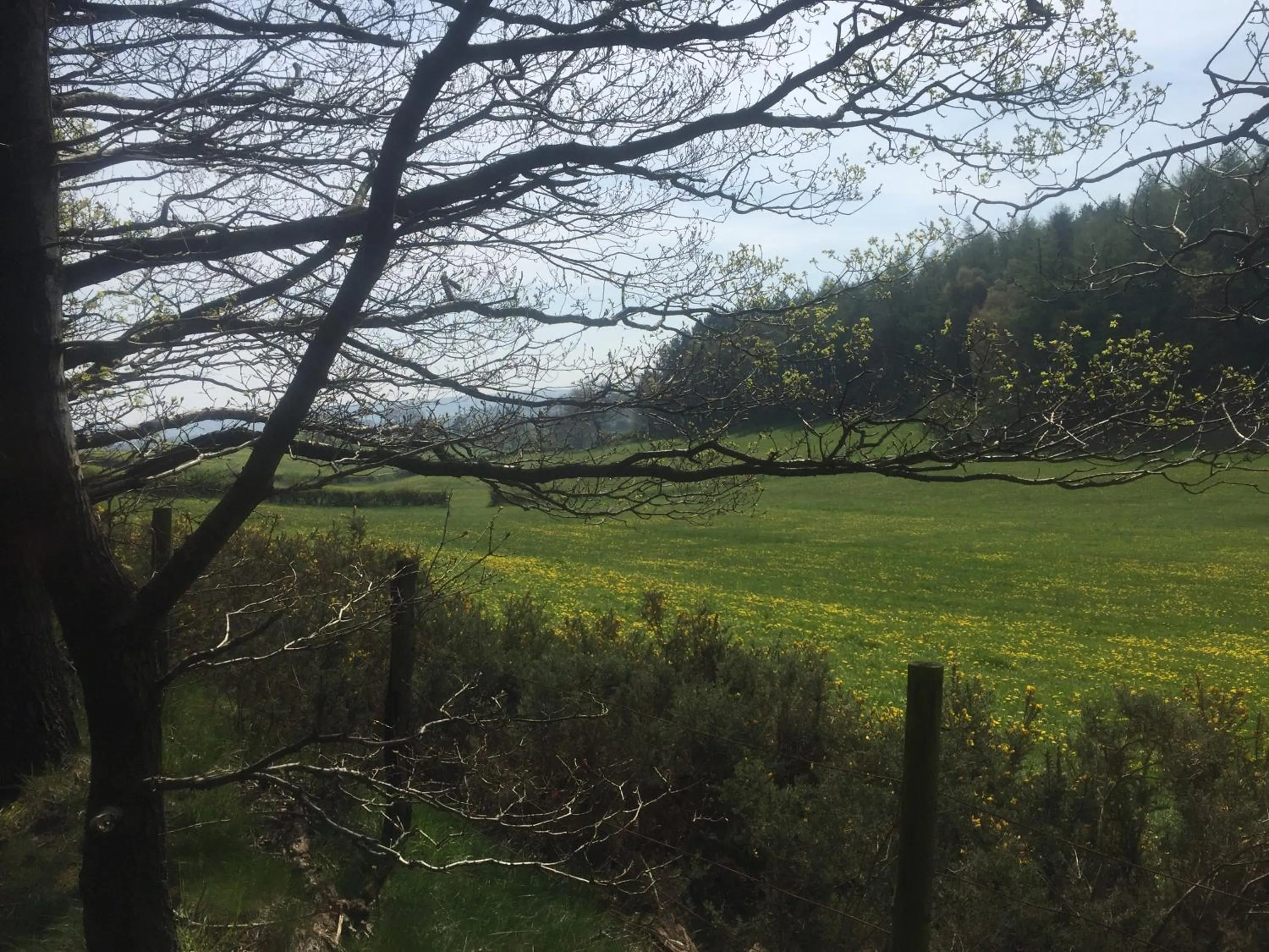 Neighbourhood in Twizell Lane