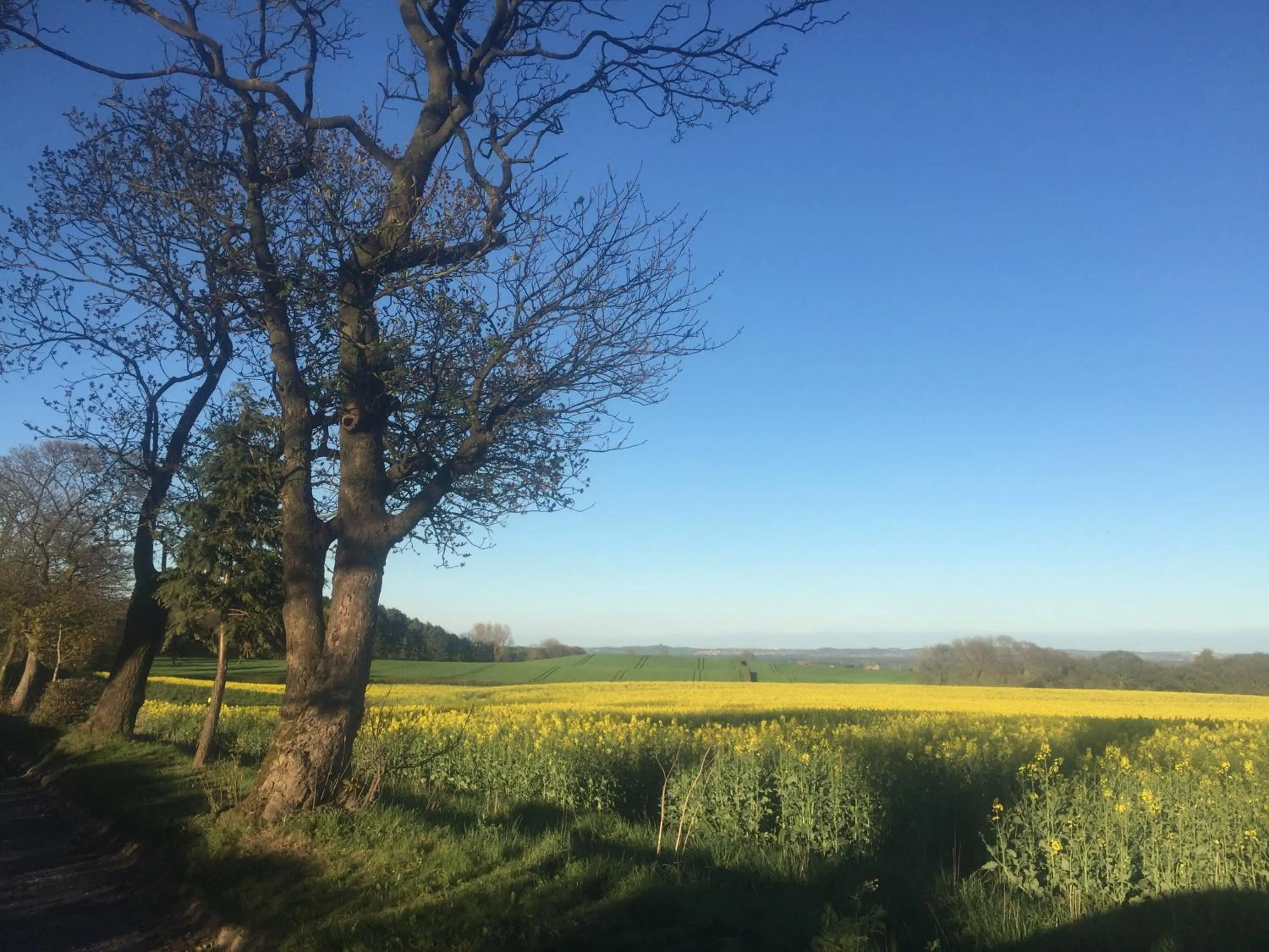 Natural landscape in Twizell Lane