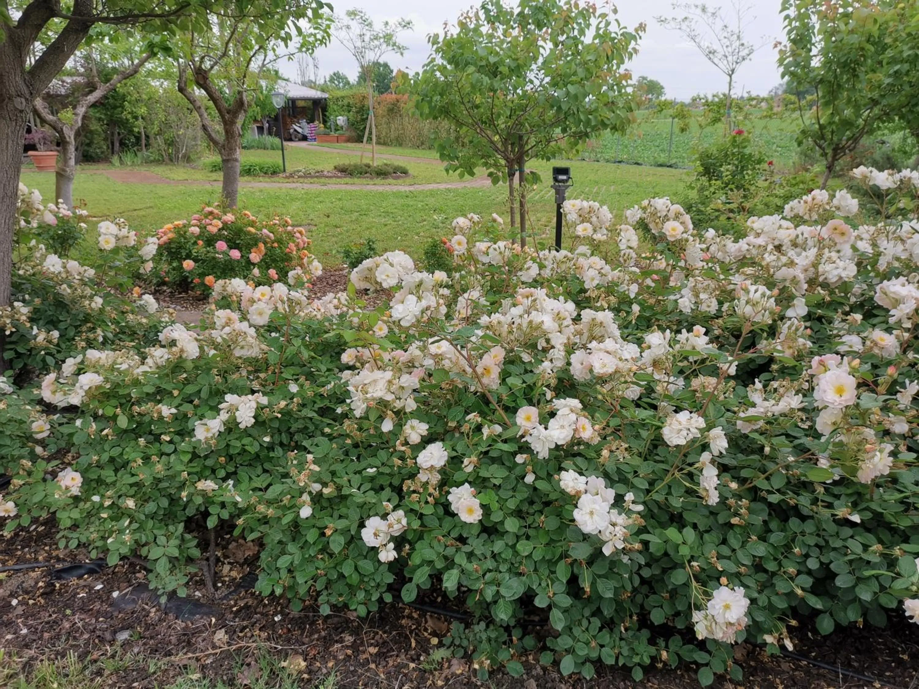 Garden in Casa Flosa Room & Breakfast