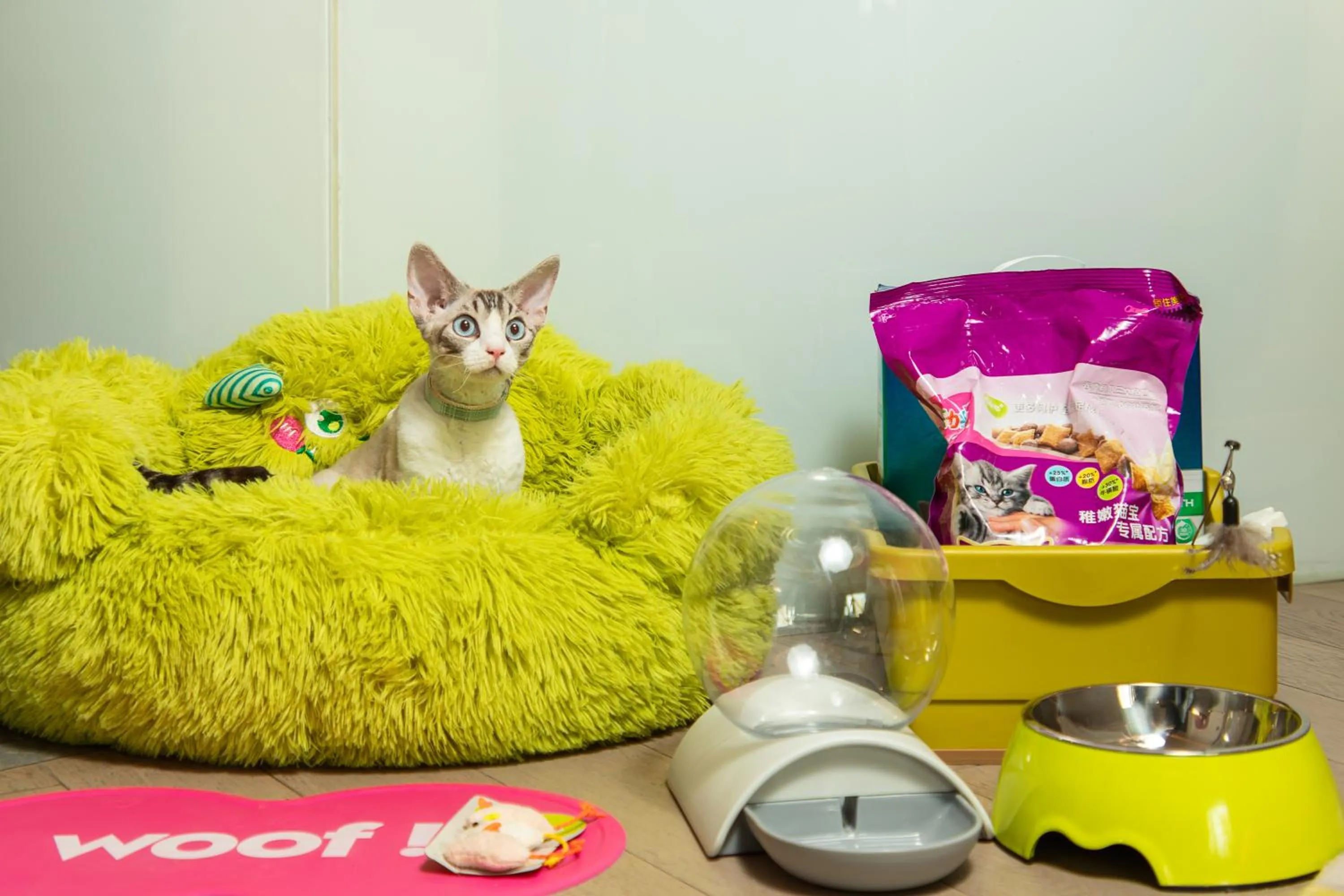 Animals in W Chengdu