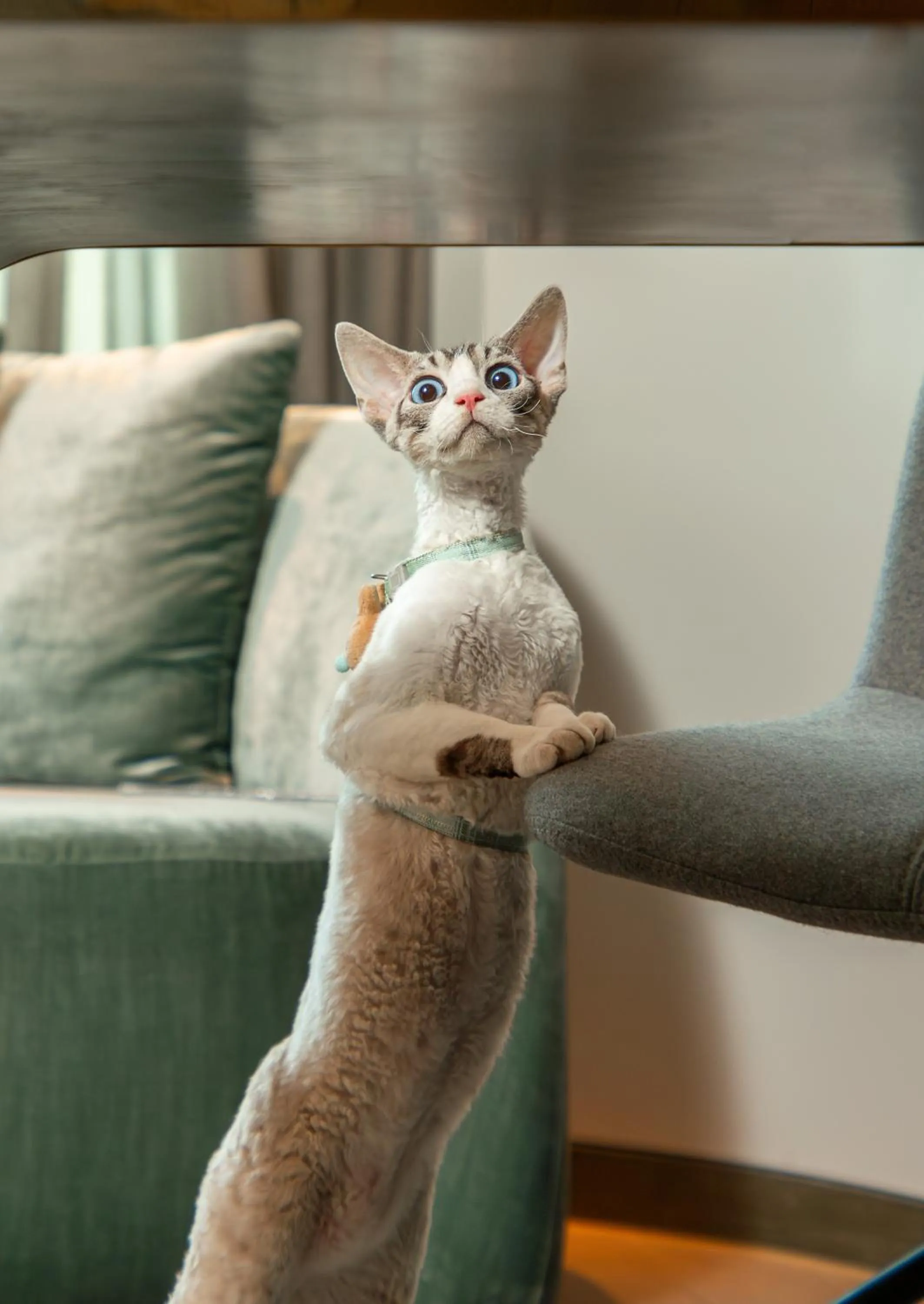 Animals in W Chengdu