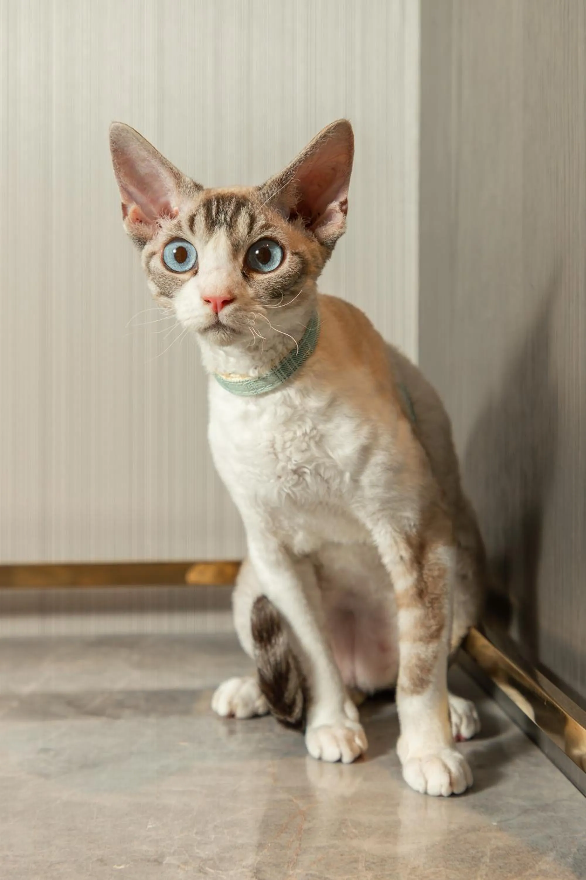 Animals in W Chengdu