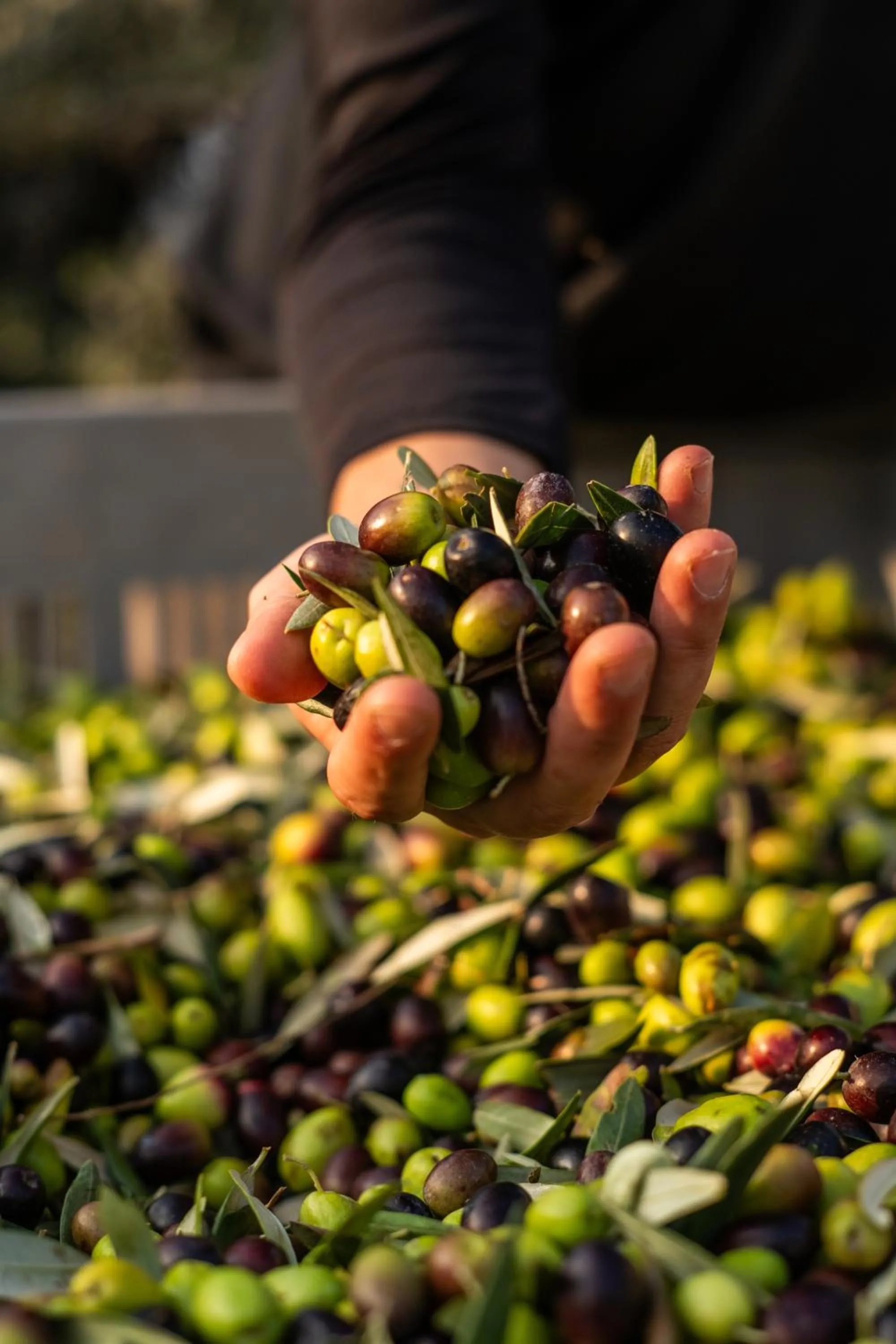 Garden in Boutique Hotel Villa Monty Banks