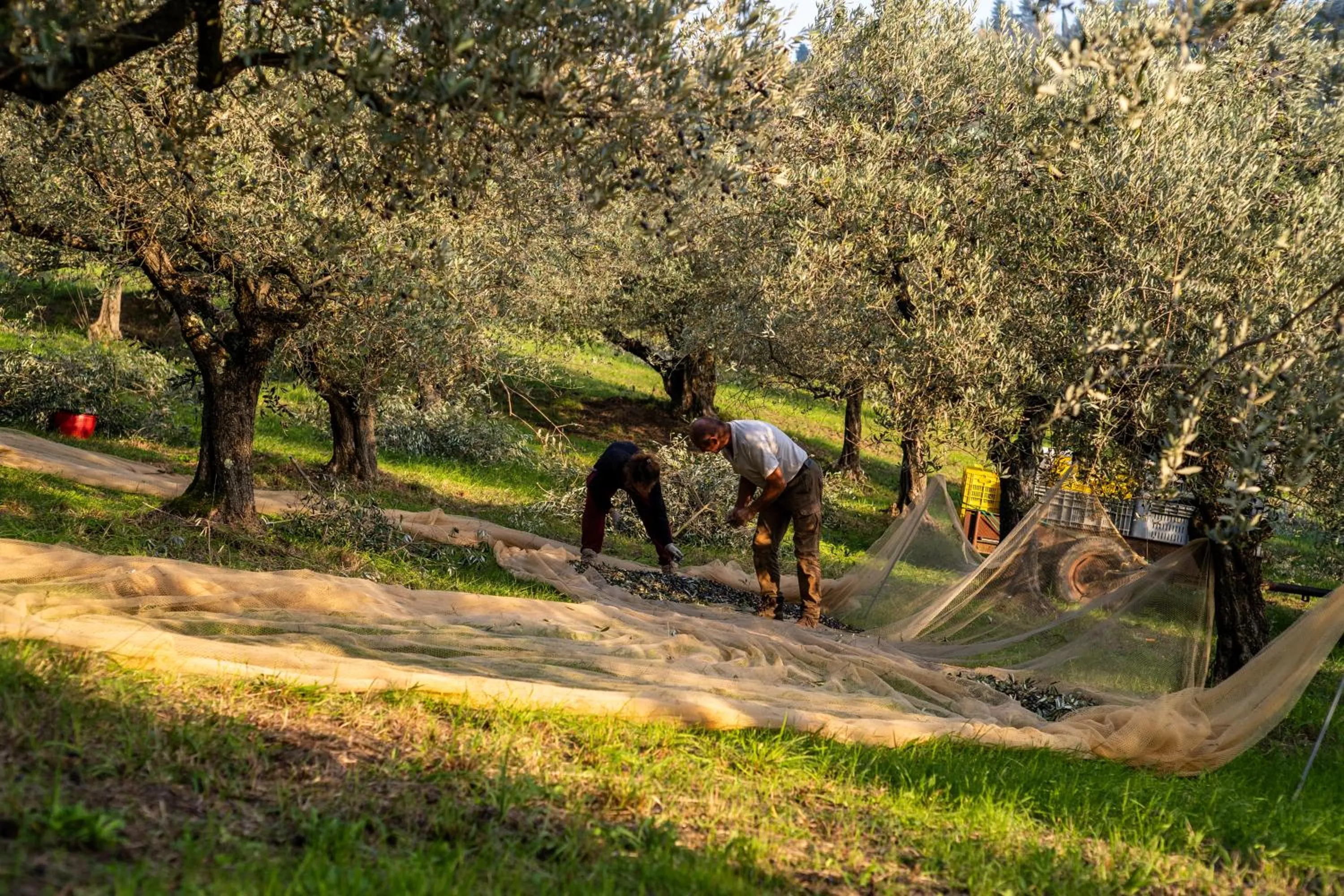 Natural landscape in Boutique Hotel Villa Monty Banks
