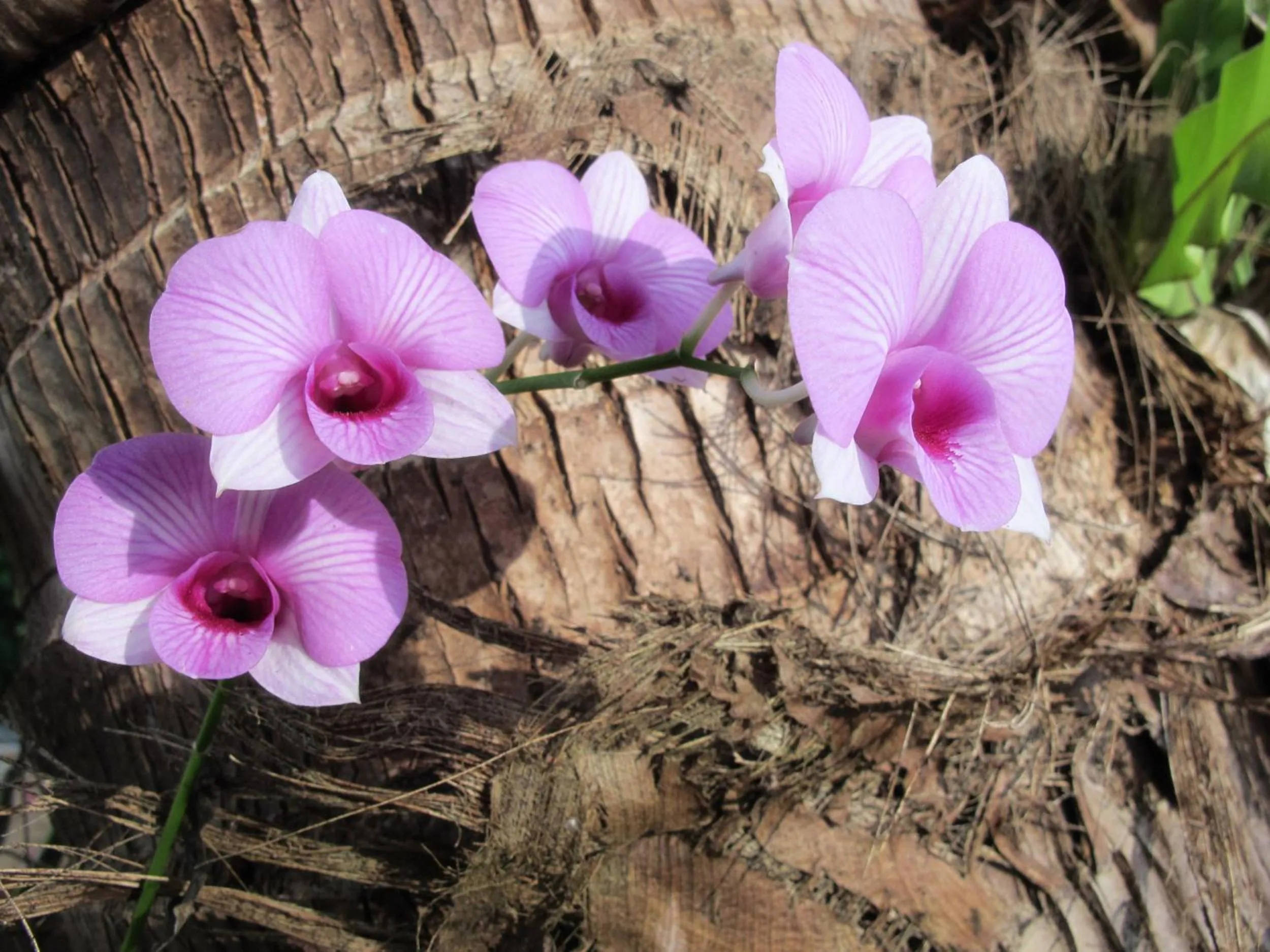 Natural landscape in Seavana Koh Mak Beach Resort