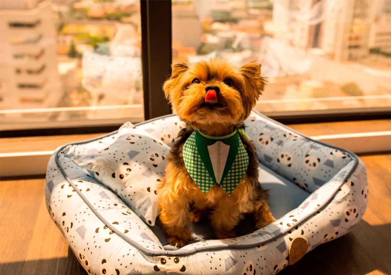 Pets in Hotel 7 Itajaí