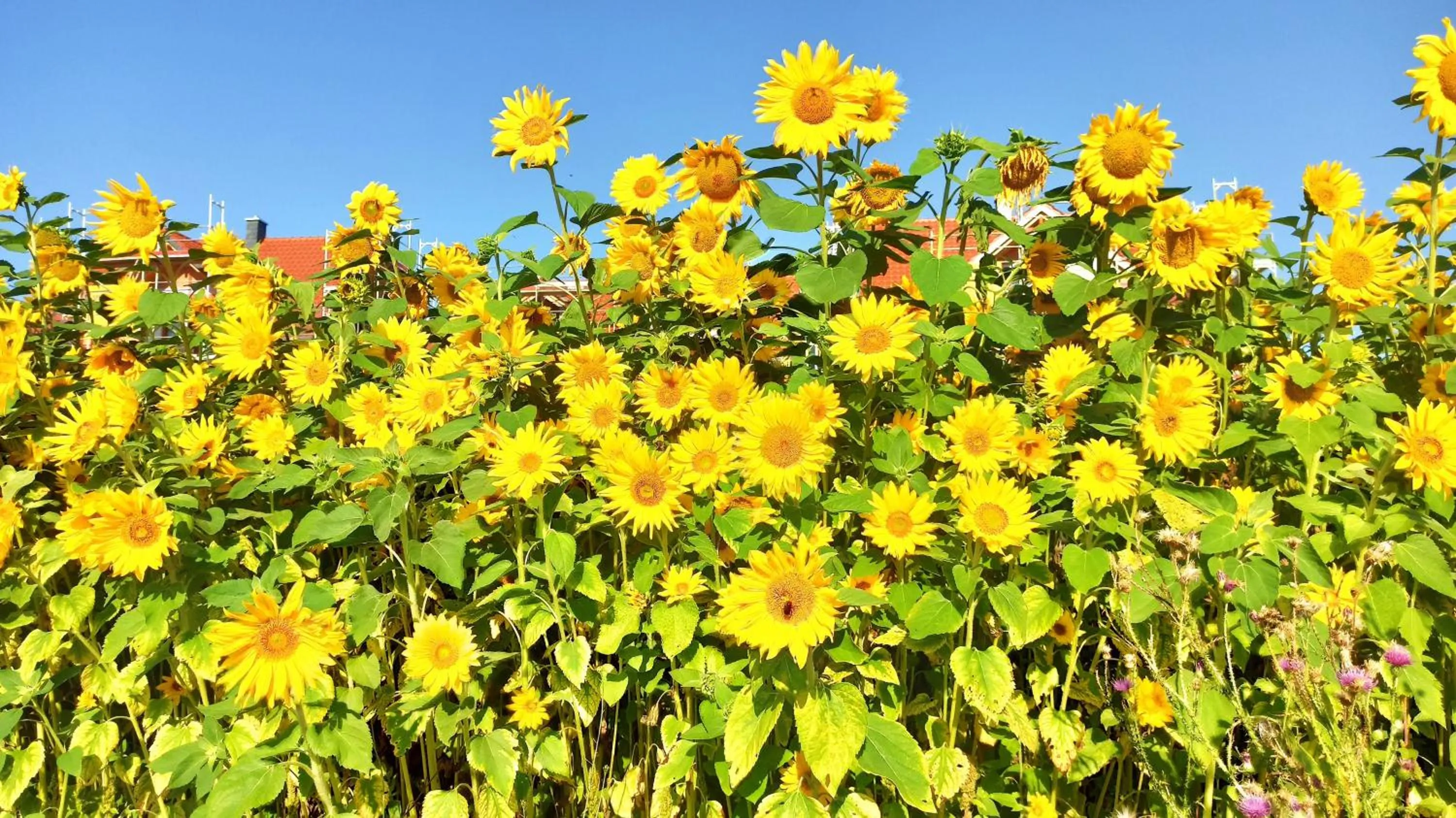 Natural landscape in Hotel Speeter