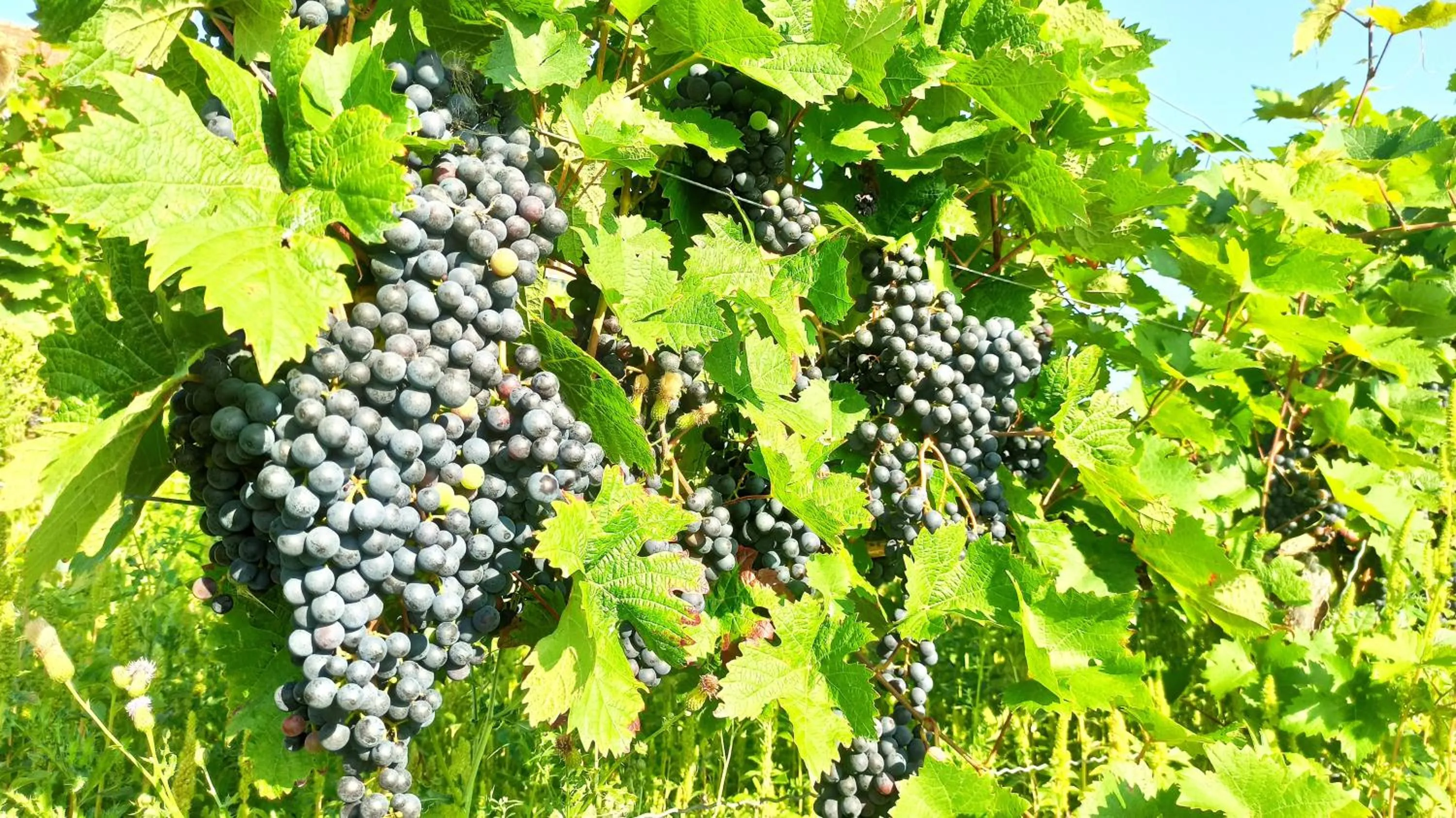 Hiking in Hotel Speeter