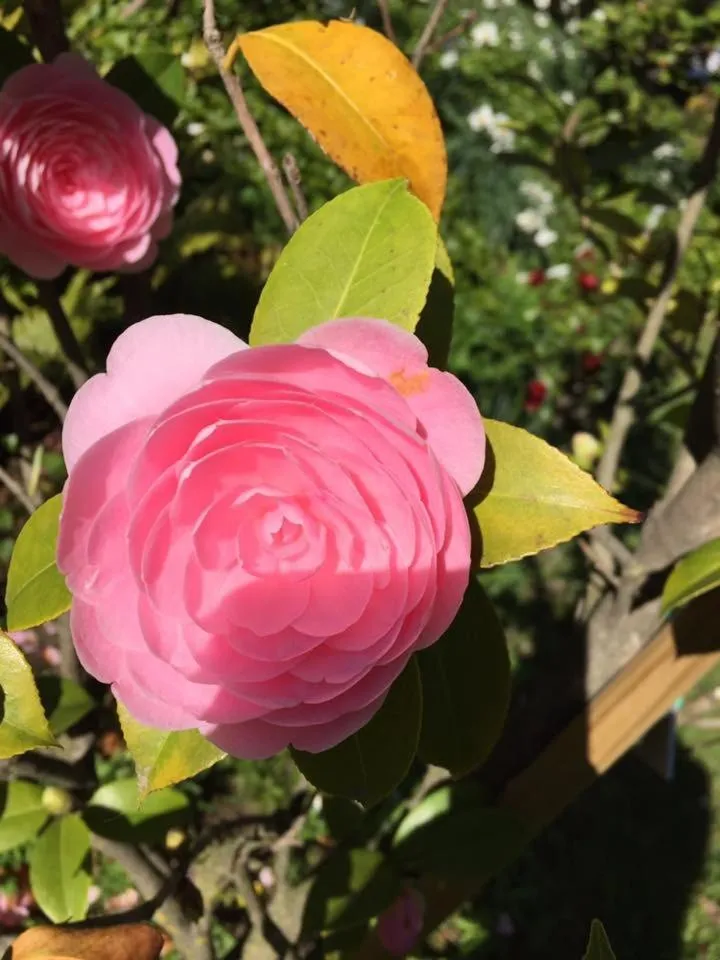 Spring in Piccolo Hotel