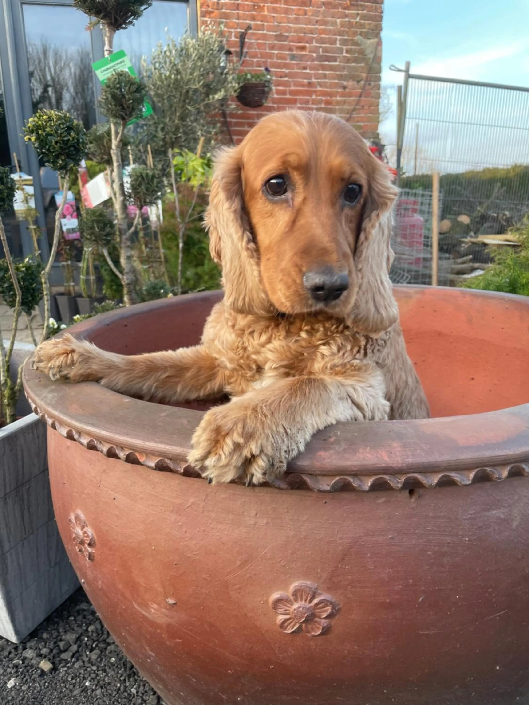 Pets in Bumble Barn Bed & Breakfast