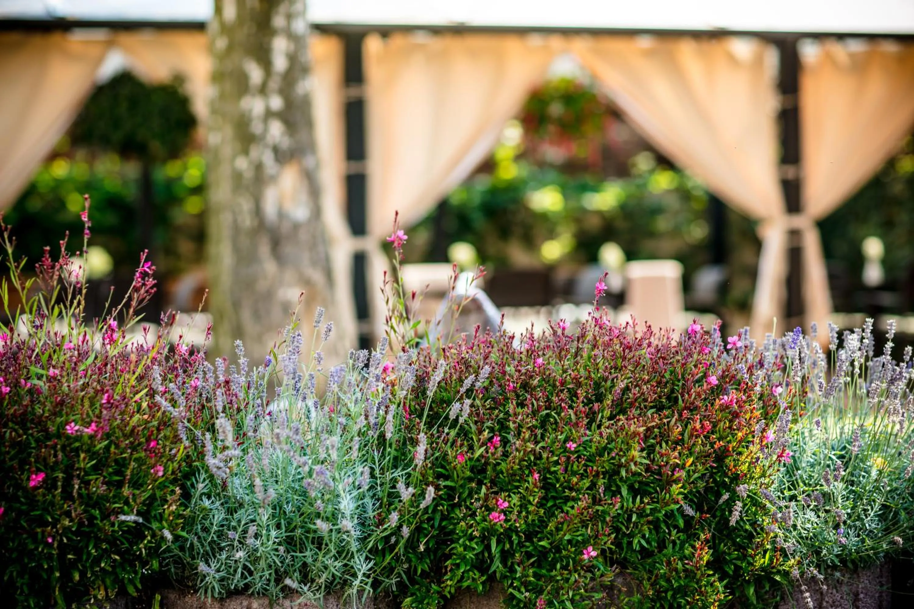 Garden in Hotel Onyx