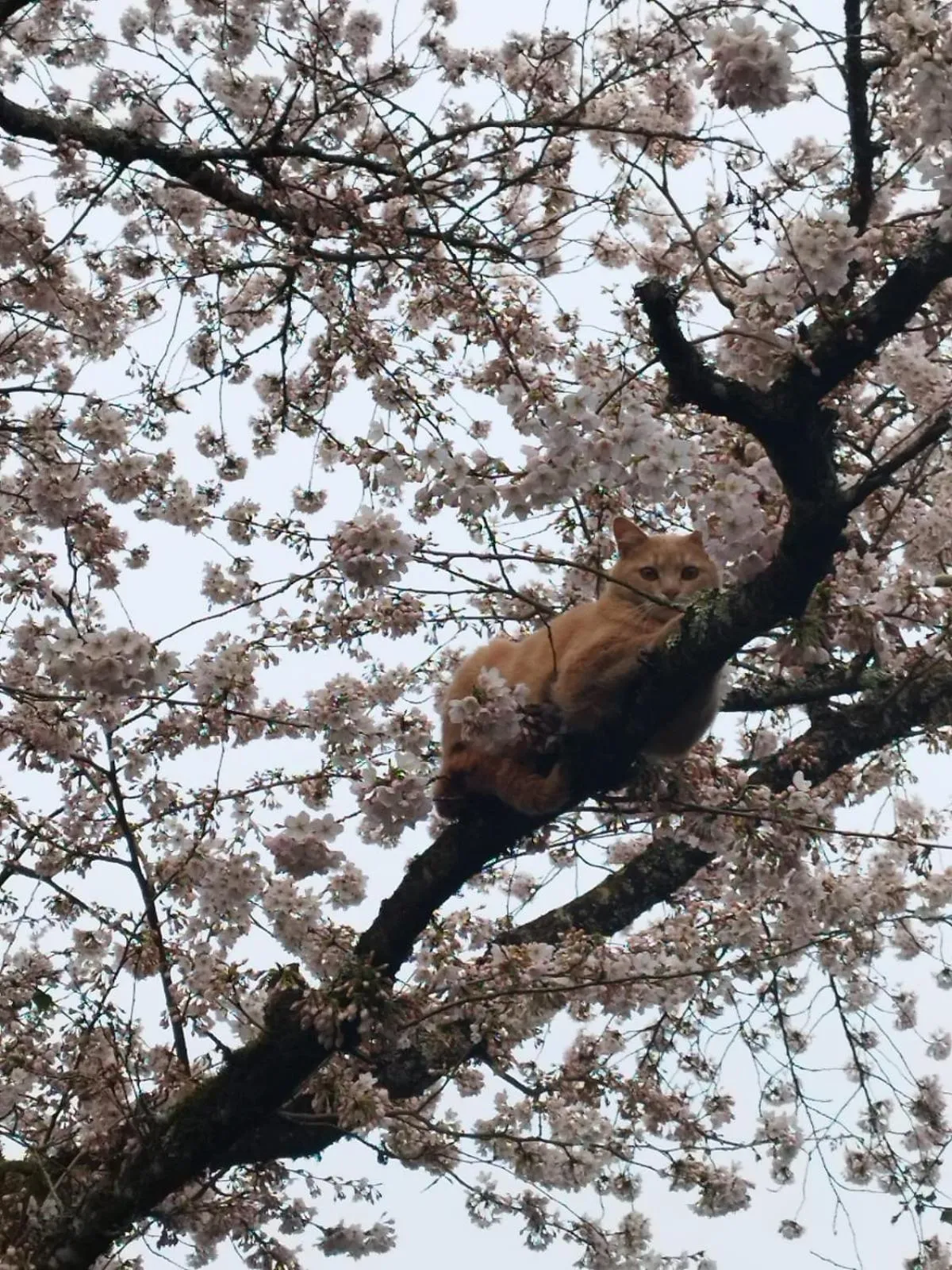 Animals in Il était une fois un jardin