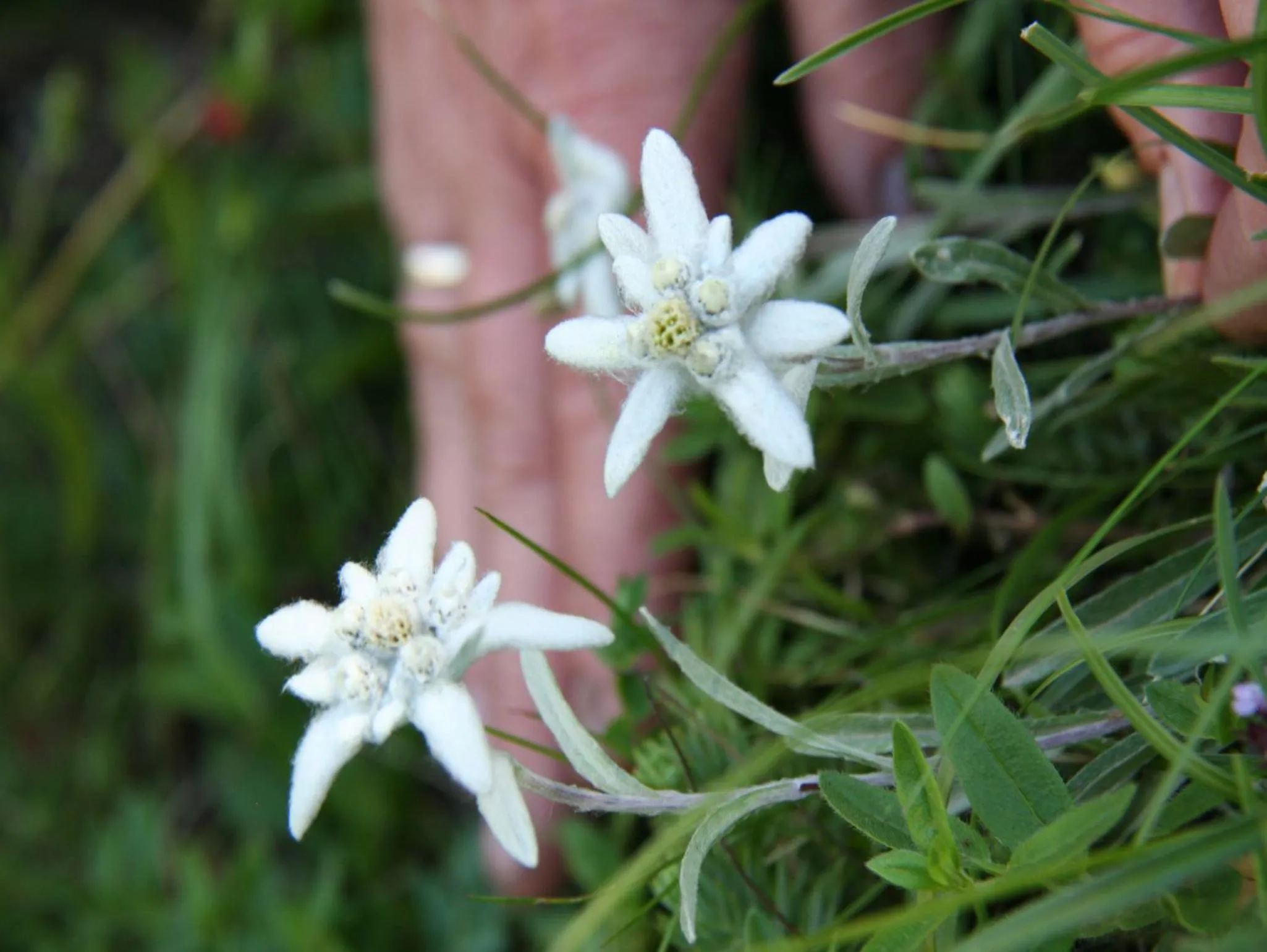 Decorative detail in Hotel Auberge Edelweiss