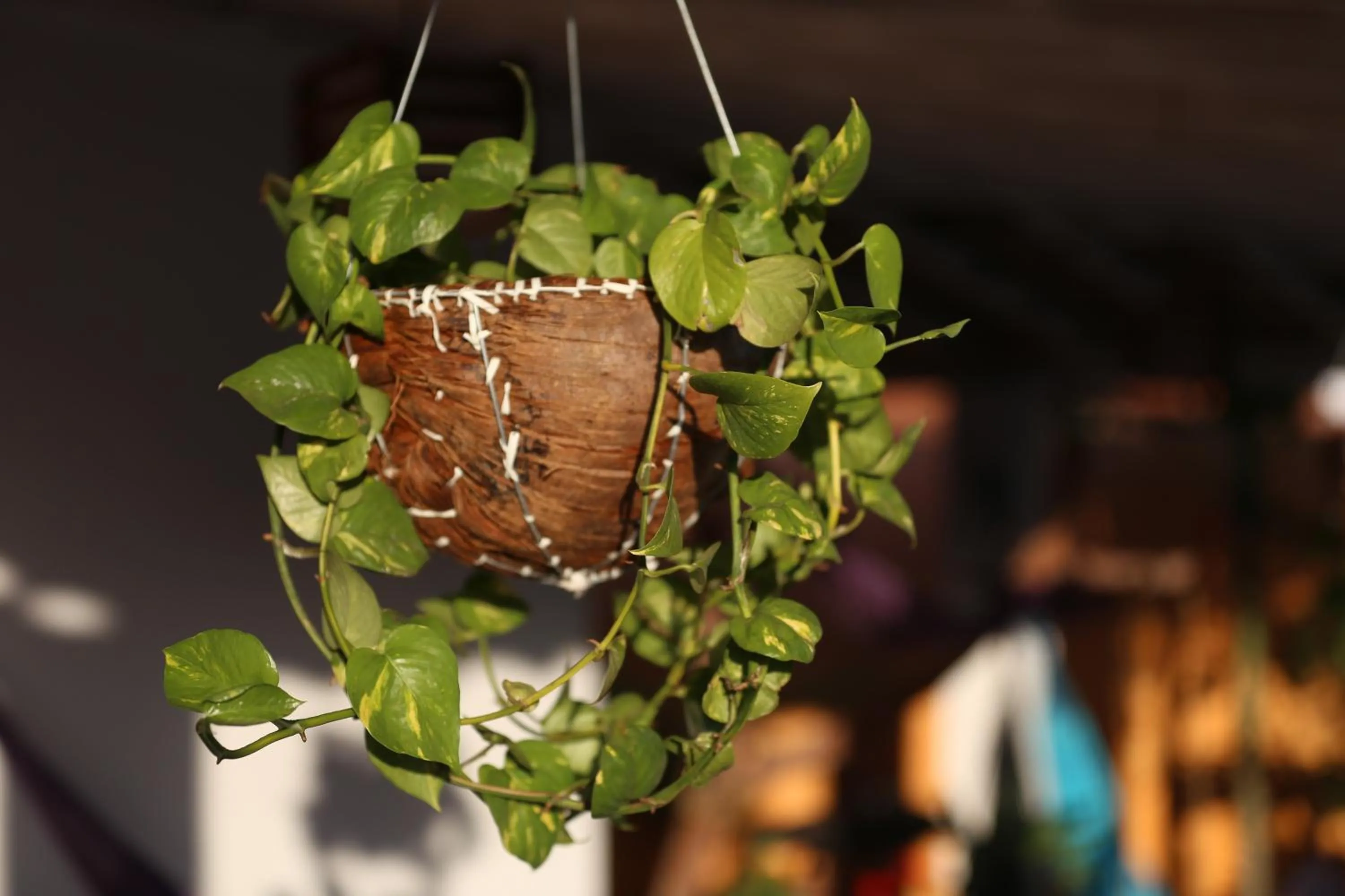 Garden in AYRE GOSTOSO POUSADA