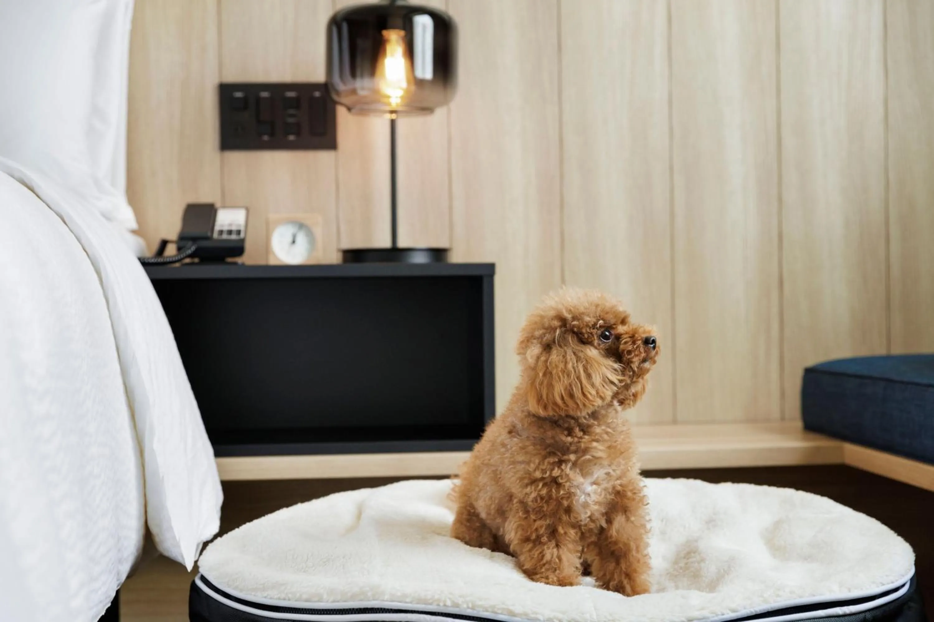 Photo of the whole room in Fairfield by Marriott Gifu Seiryu Satoyama Park