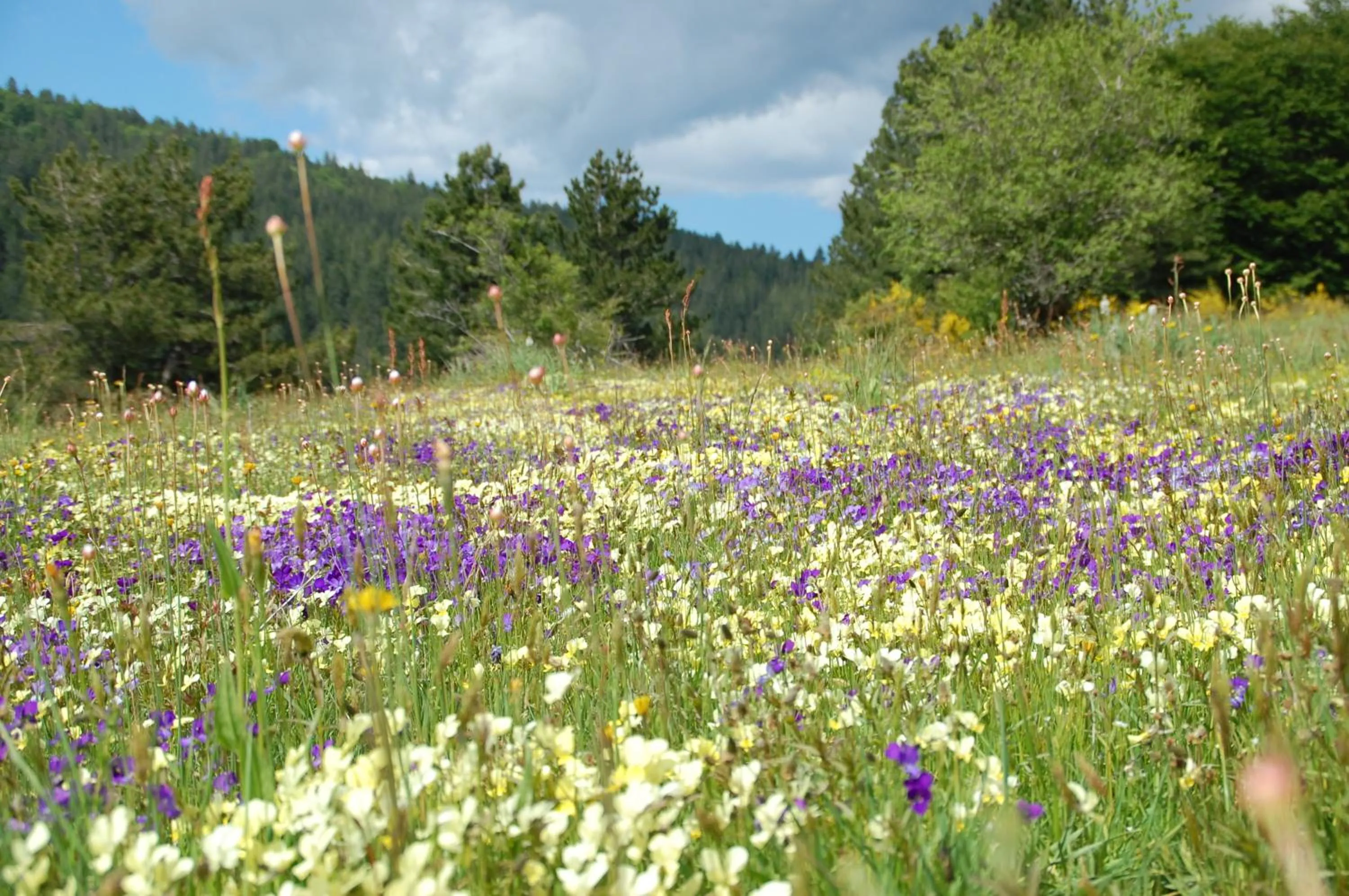 Rifugio Casello Margherita