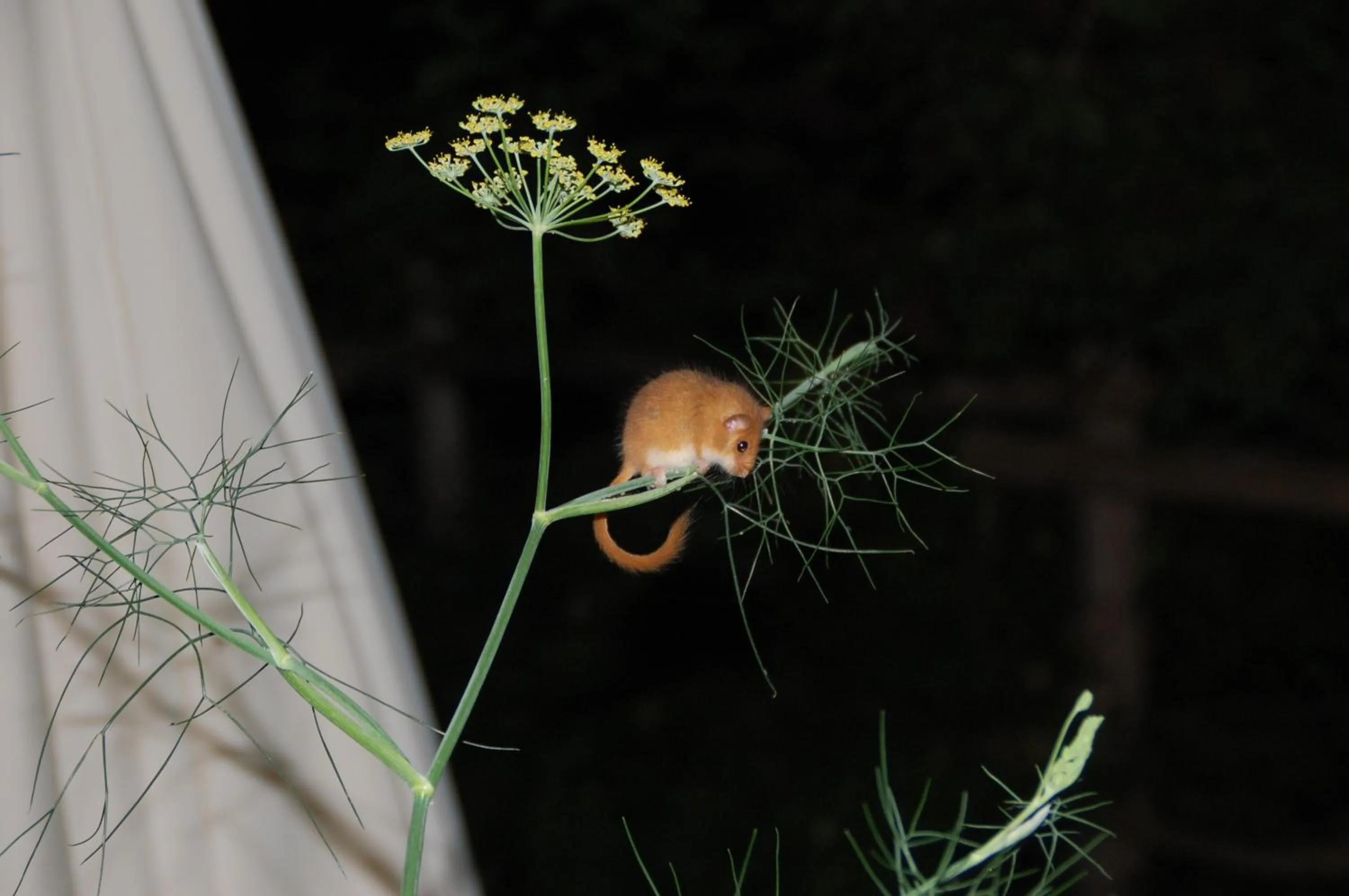 Rifugio Casello Margherita