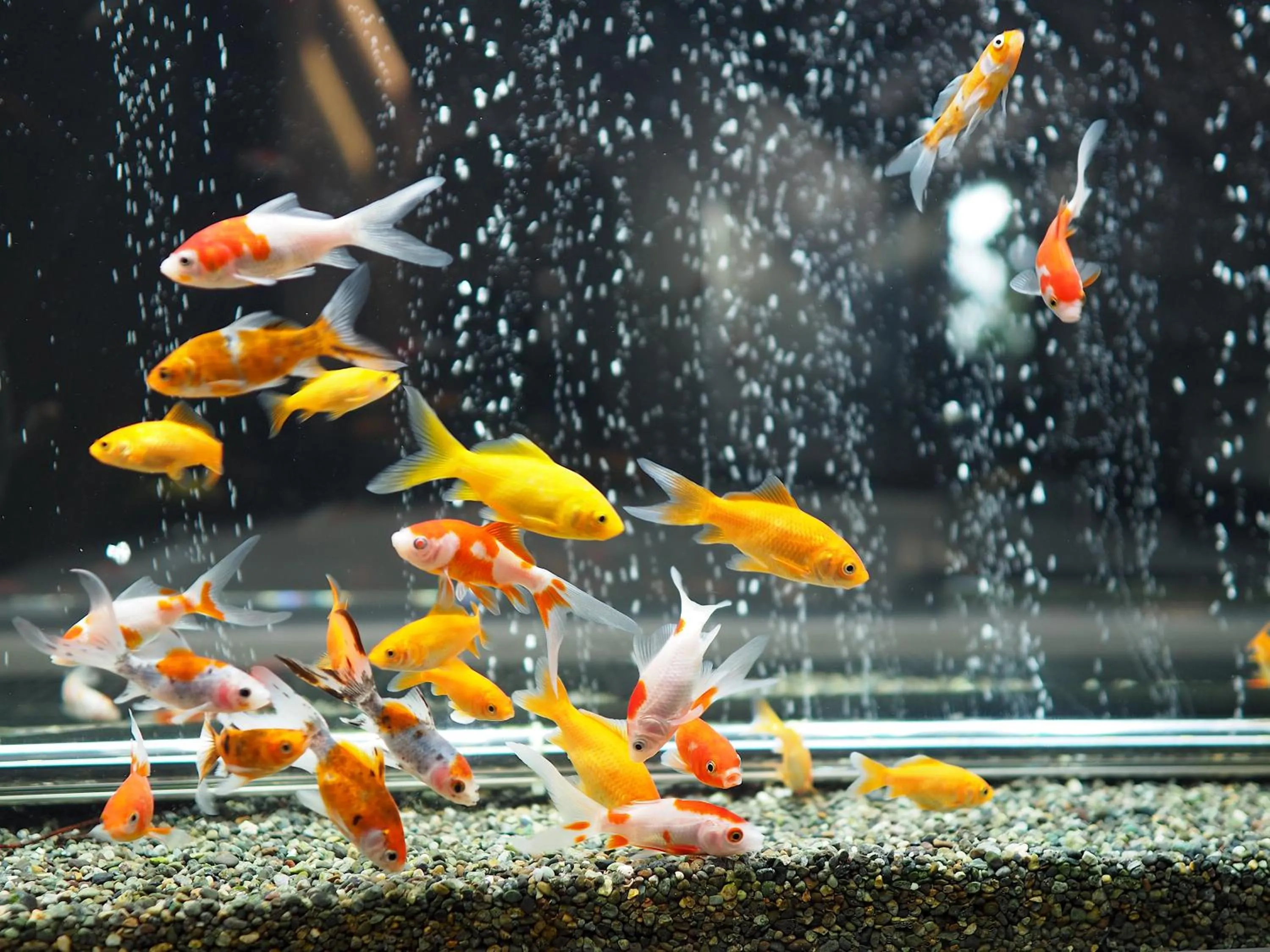 Animals in Pres de La Mer