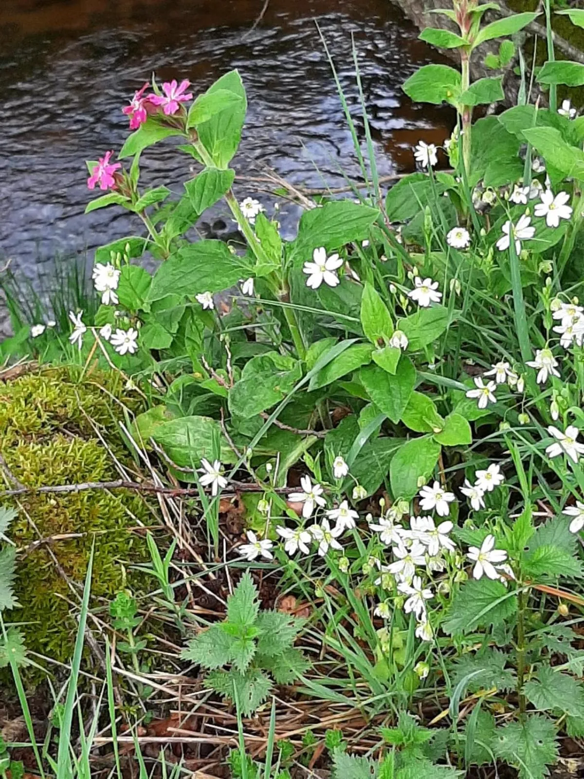 Natural landscape in Chateau Sourliavoux, appartement en chambres d'hôtes
