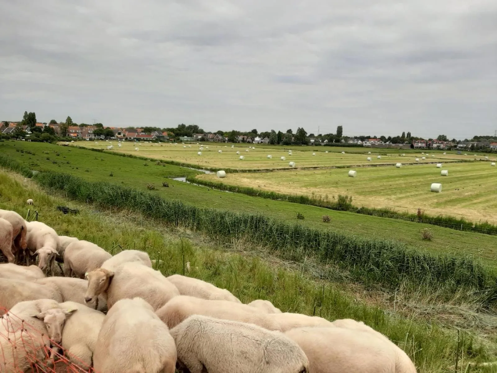 B & B Tulp Amsterdam Noord