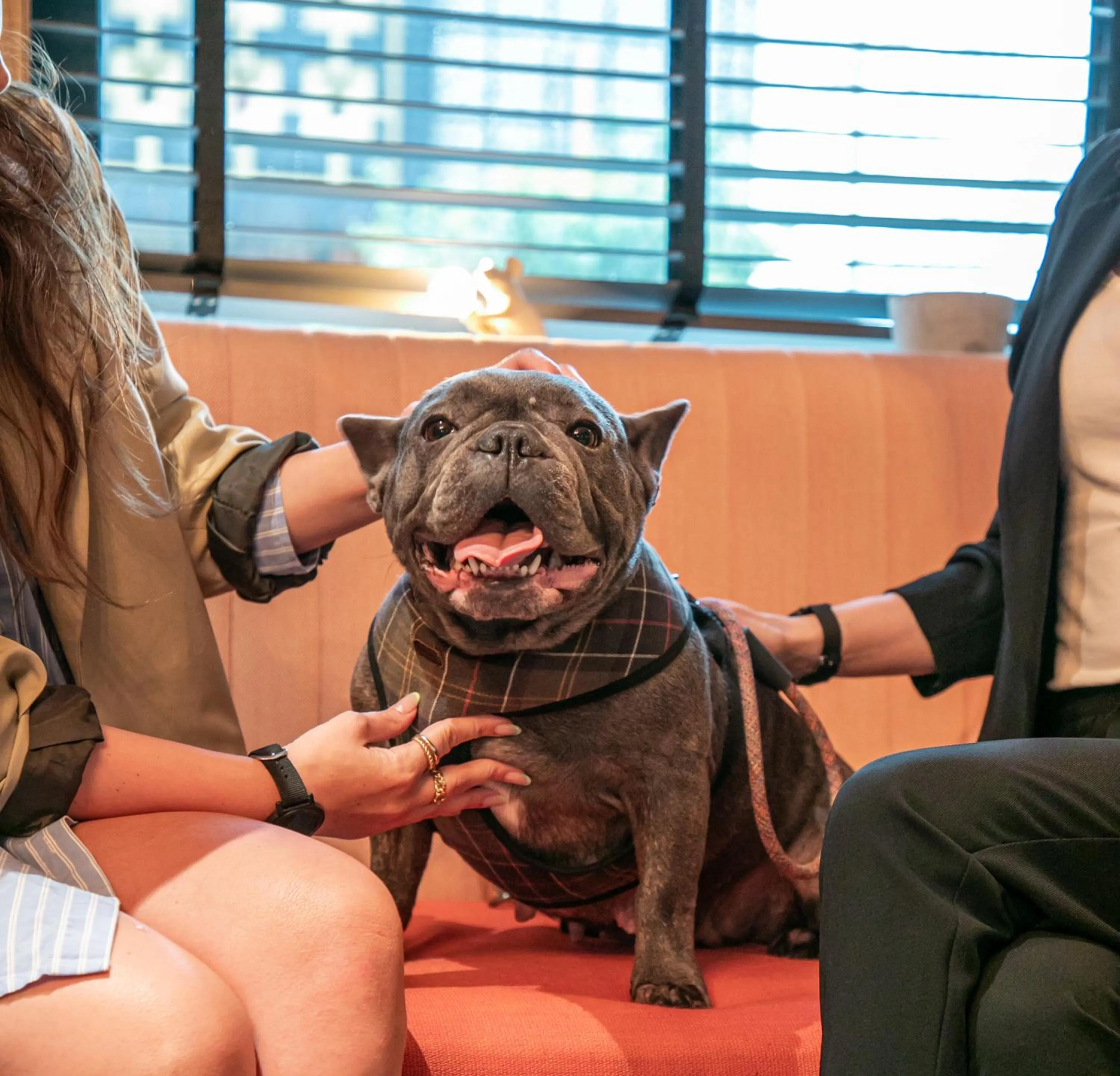 Pets in The Corner London City