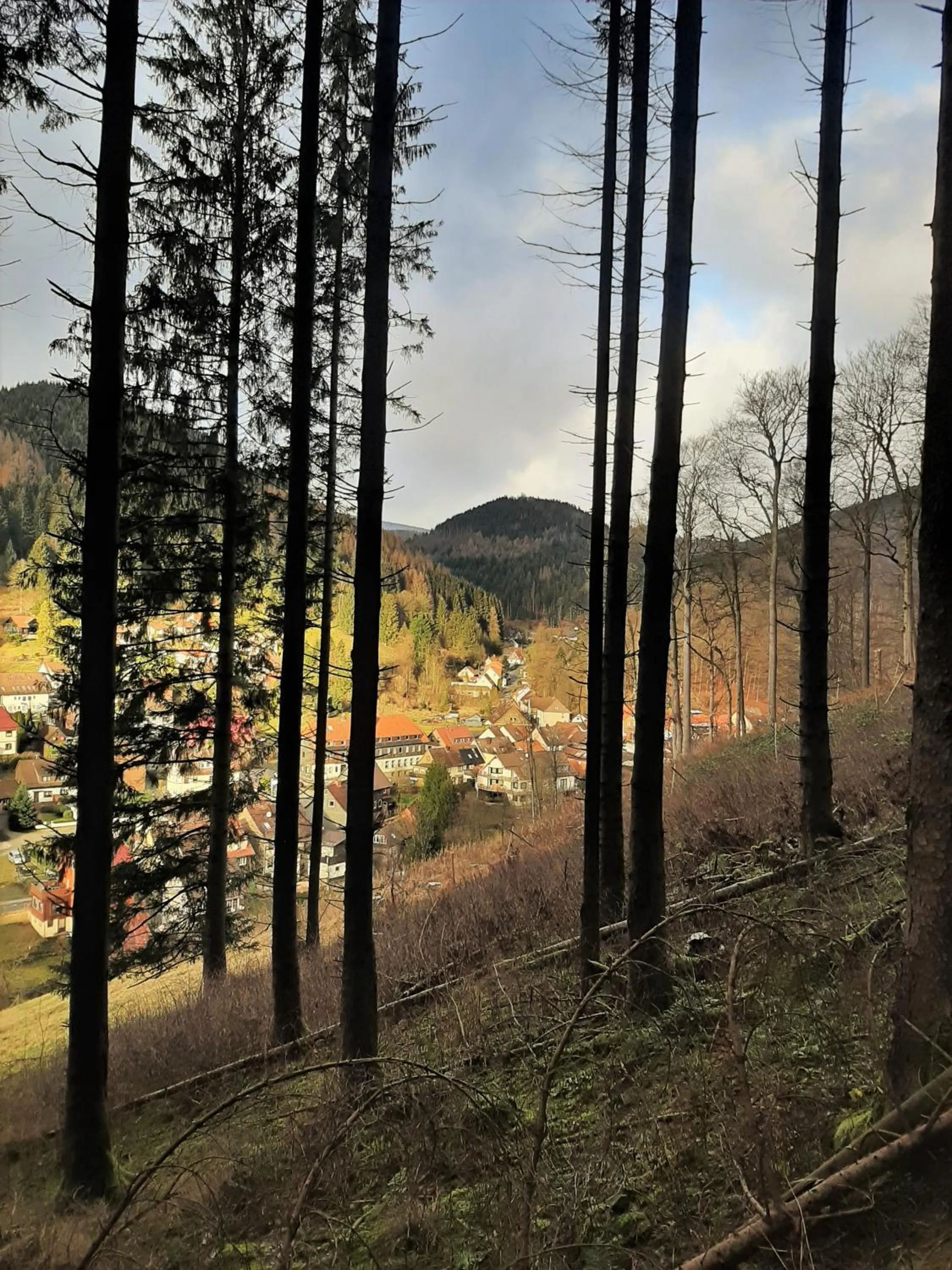 Natural landscape in Harz hotel Iris