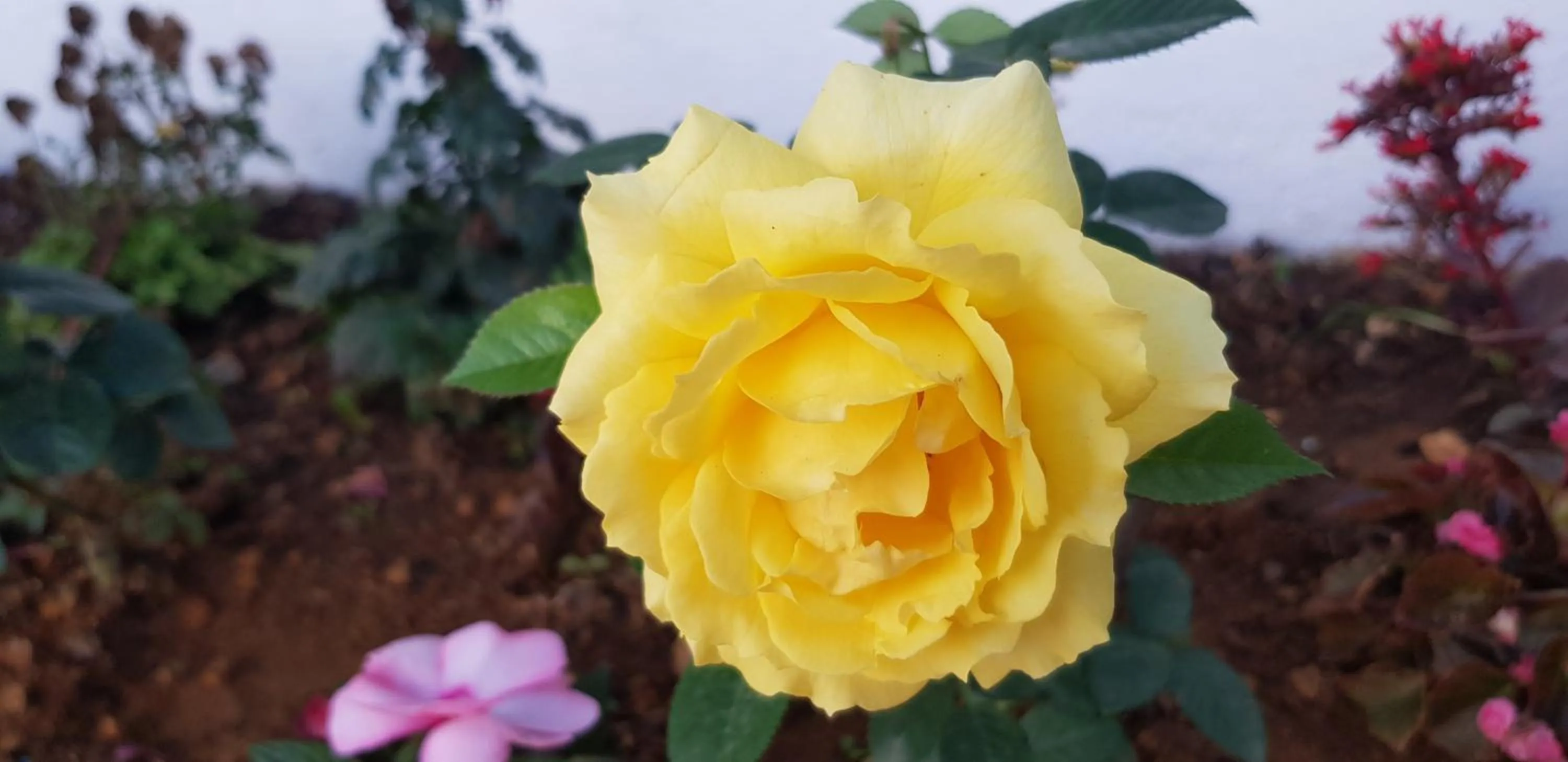 Garden in Hotel ColdWorld