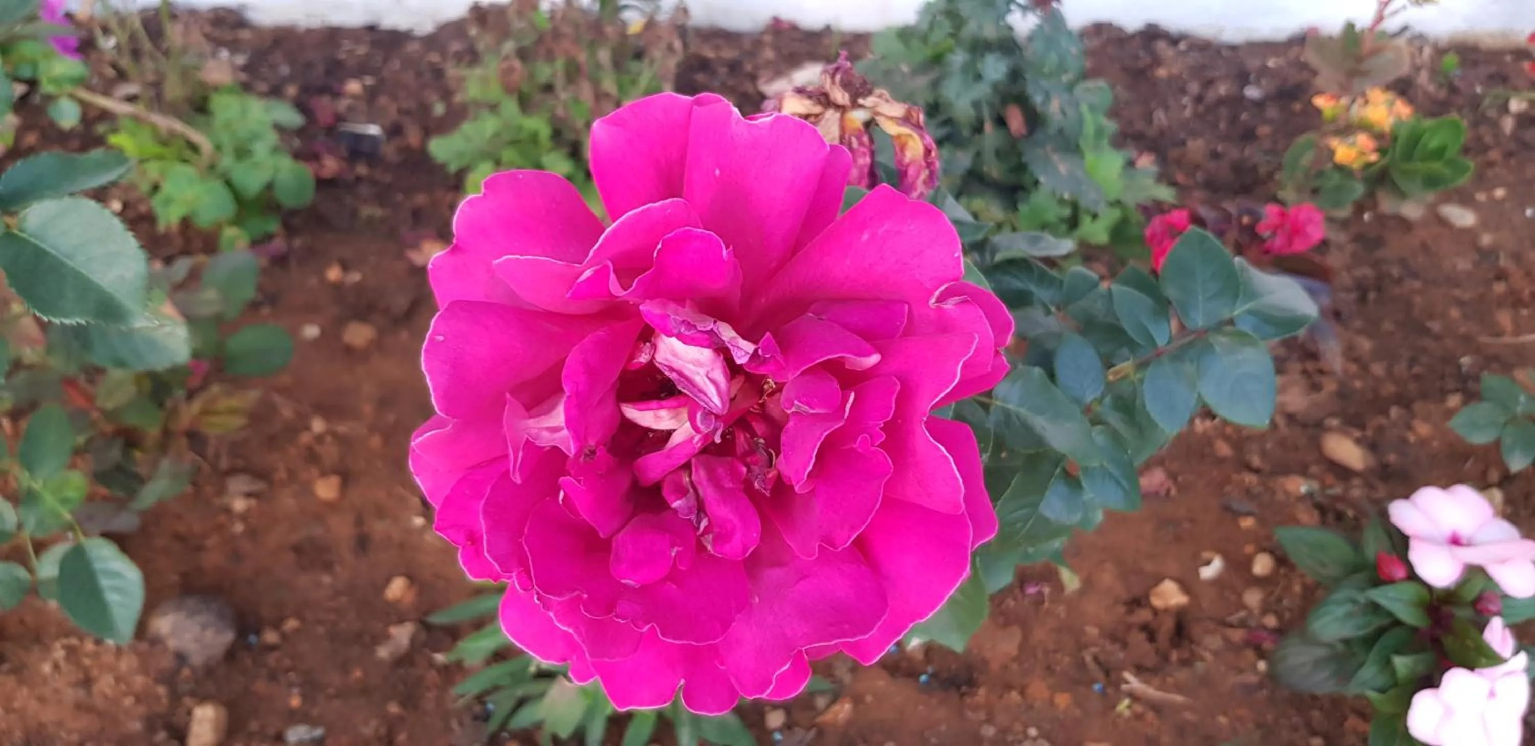 Garden in Hotel ColdWorld