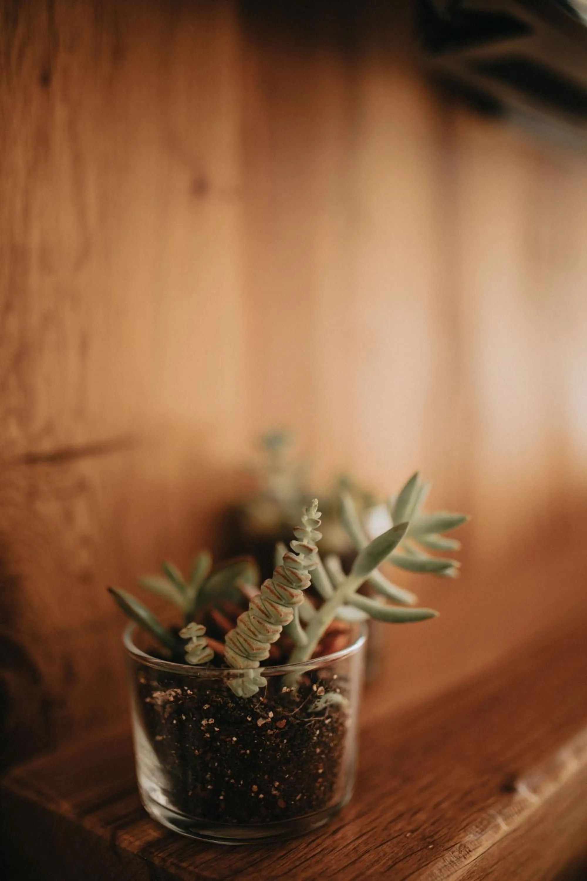 Other in Büyükada Loc'ada