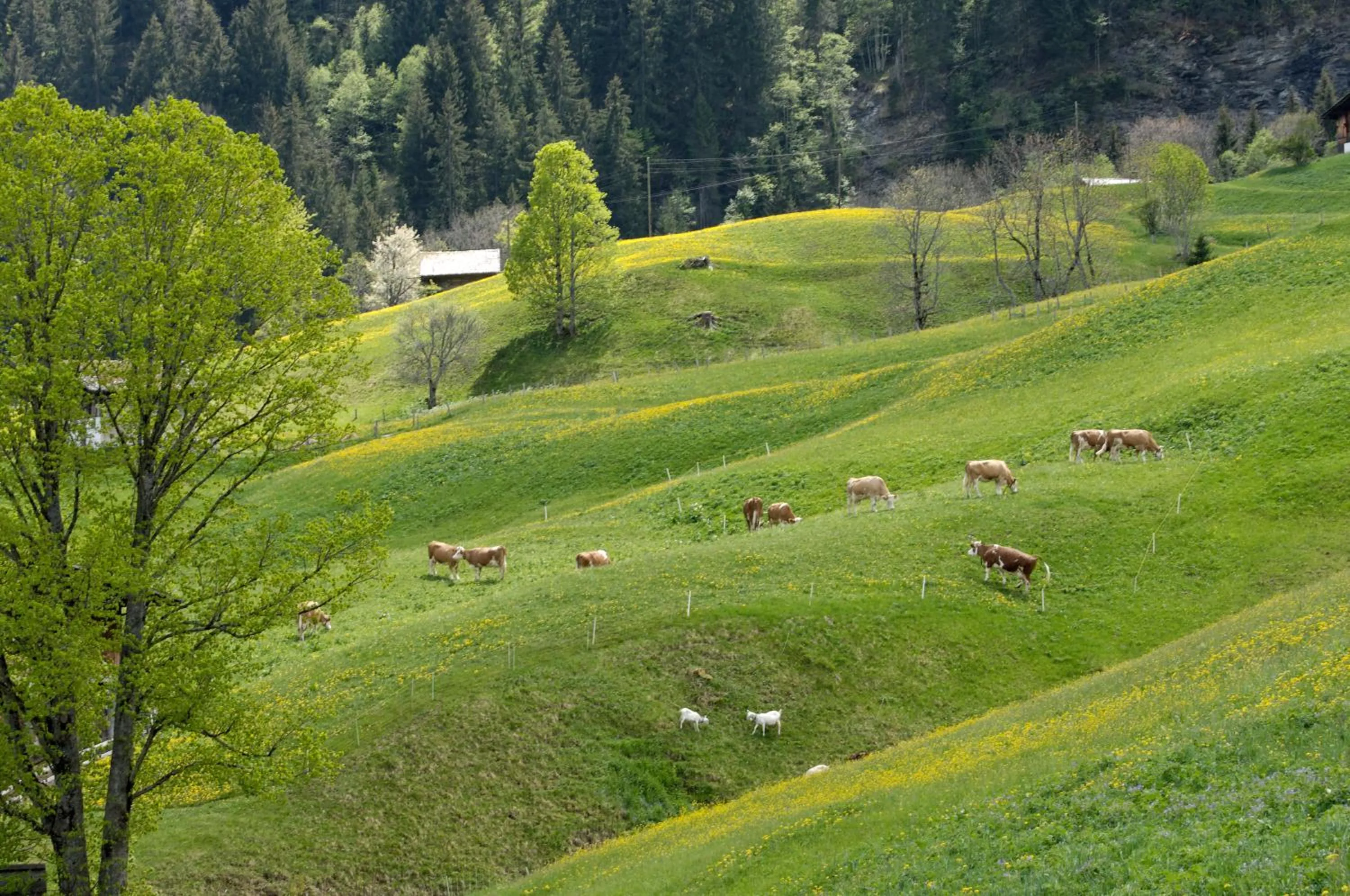 Natural landscape in Aspen Alpine Lifestyle Hotel