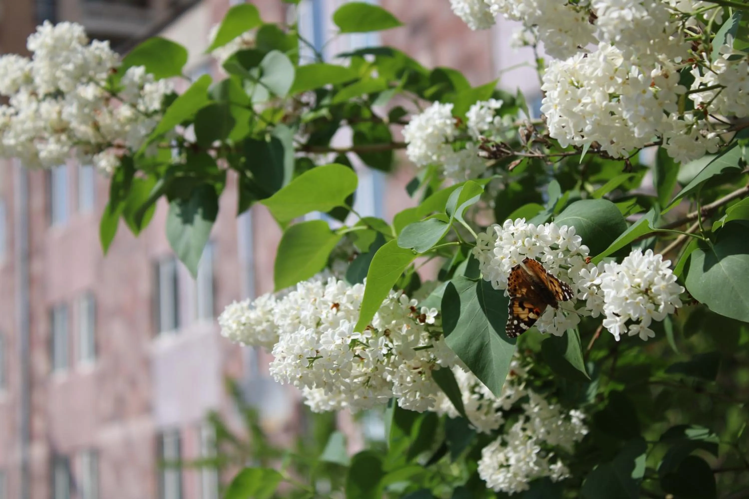 Garden in JR's House