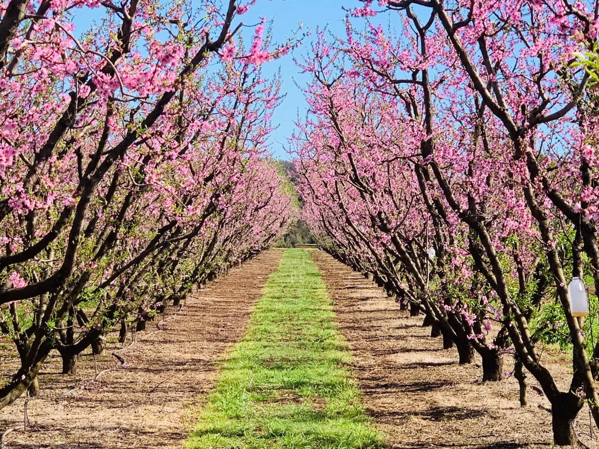 Hiking in Donnybrook Hotel WA