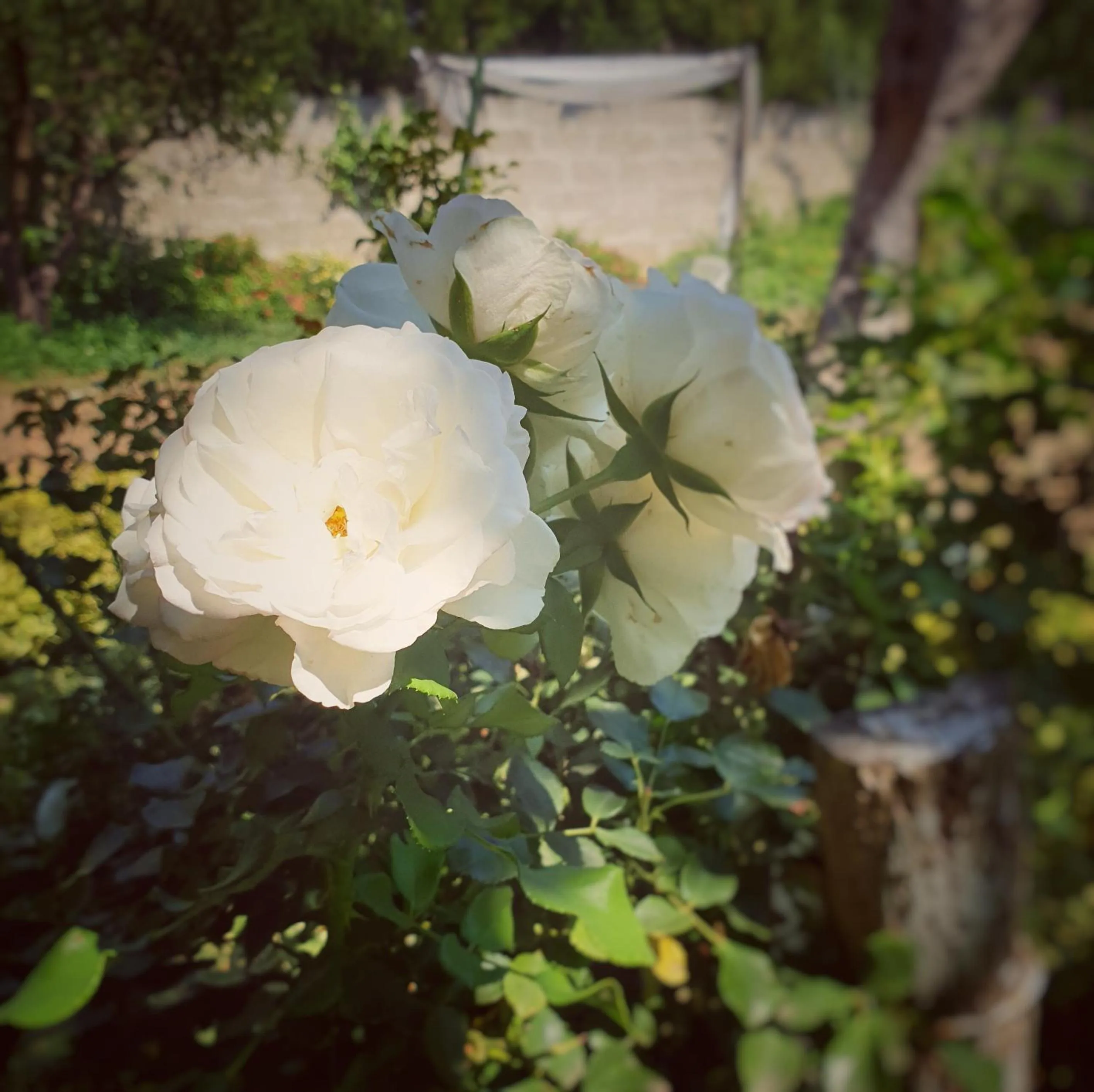 B&B Il giardino ritrovato