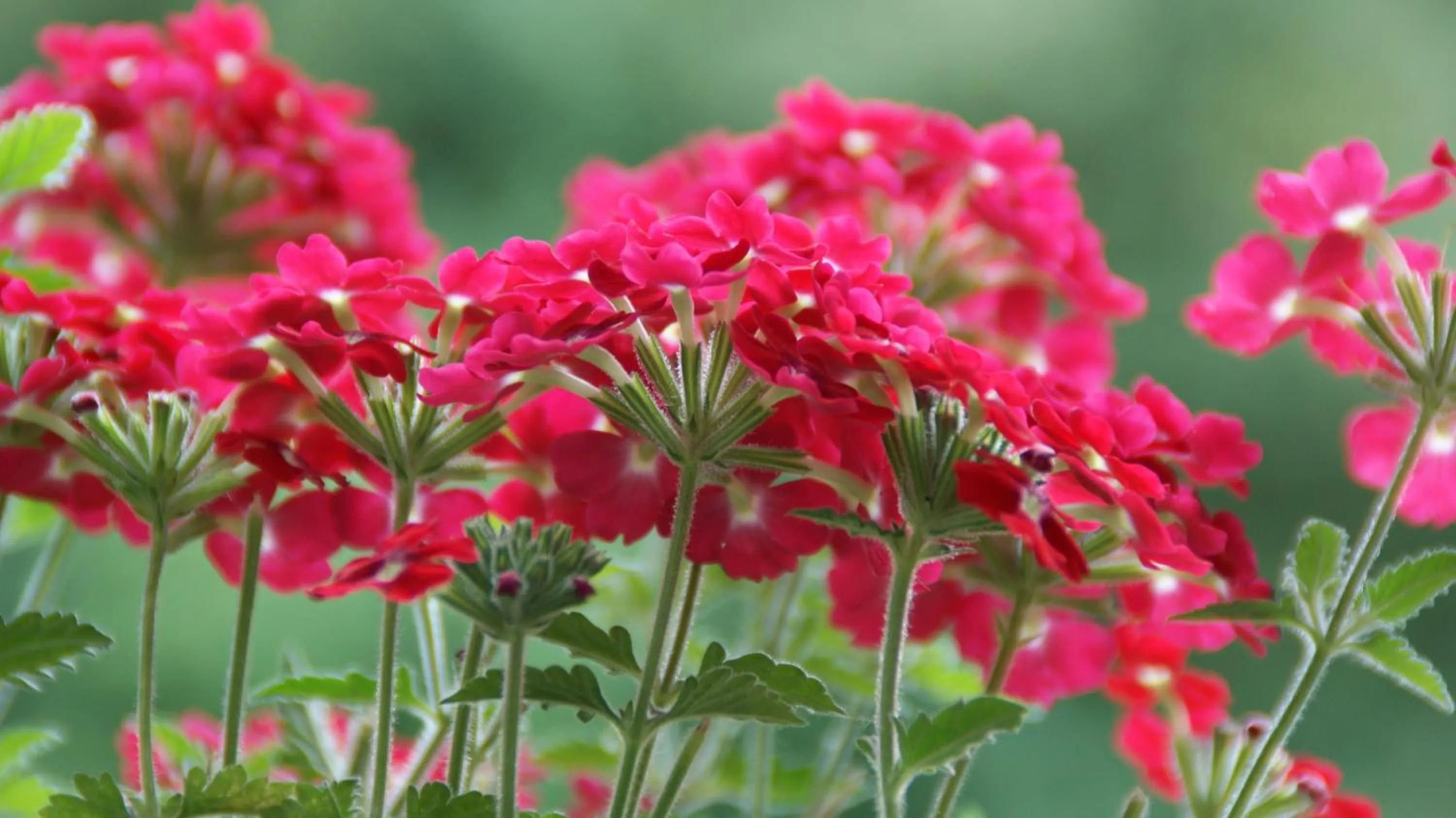Garden in Rockville House B&B