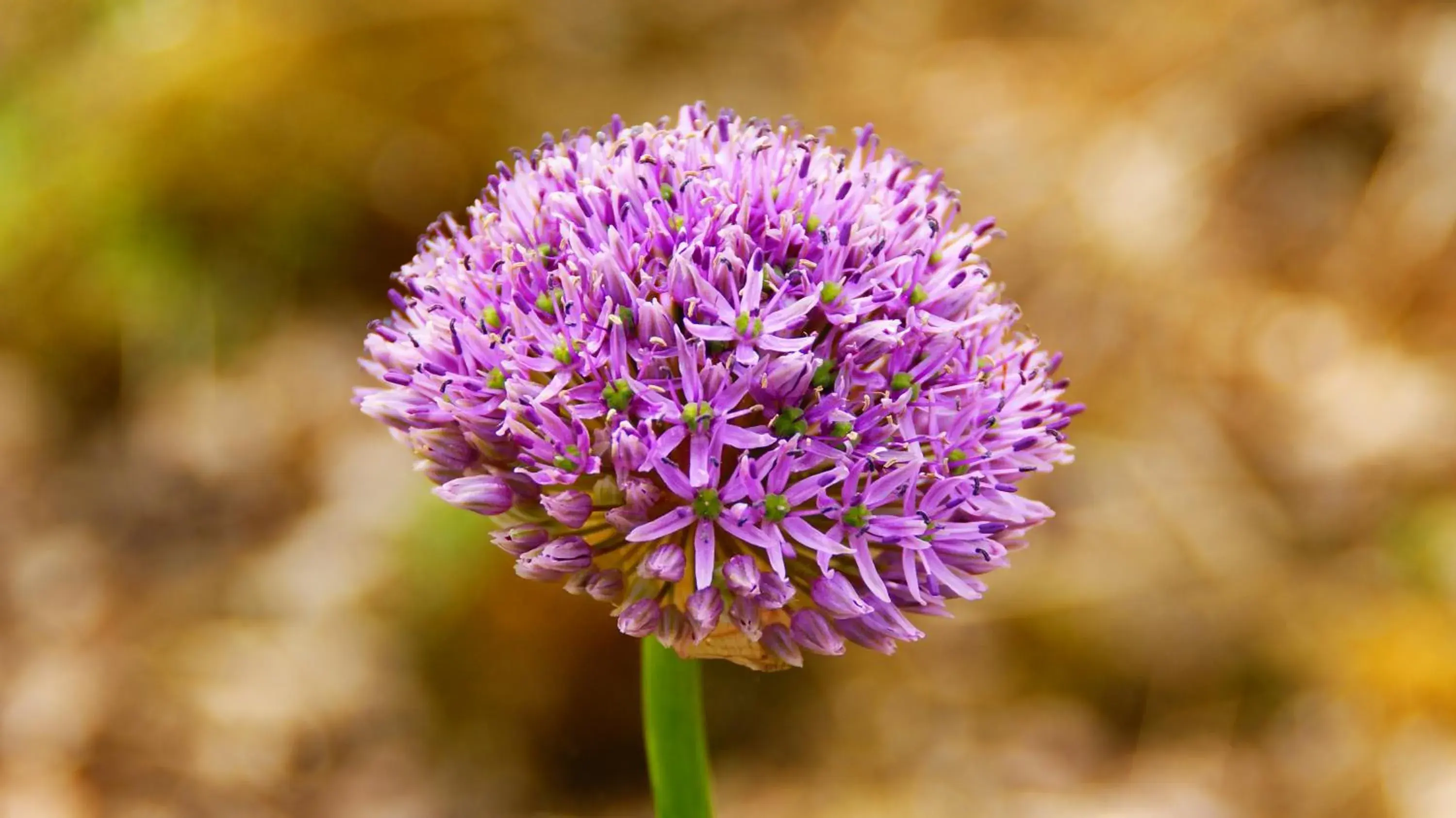Standard Twin Room in Rockville House B&B Standard Twin Room in Rockville House B&B