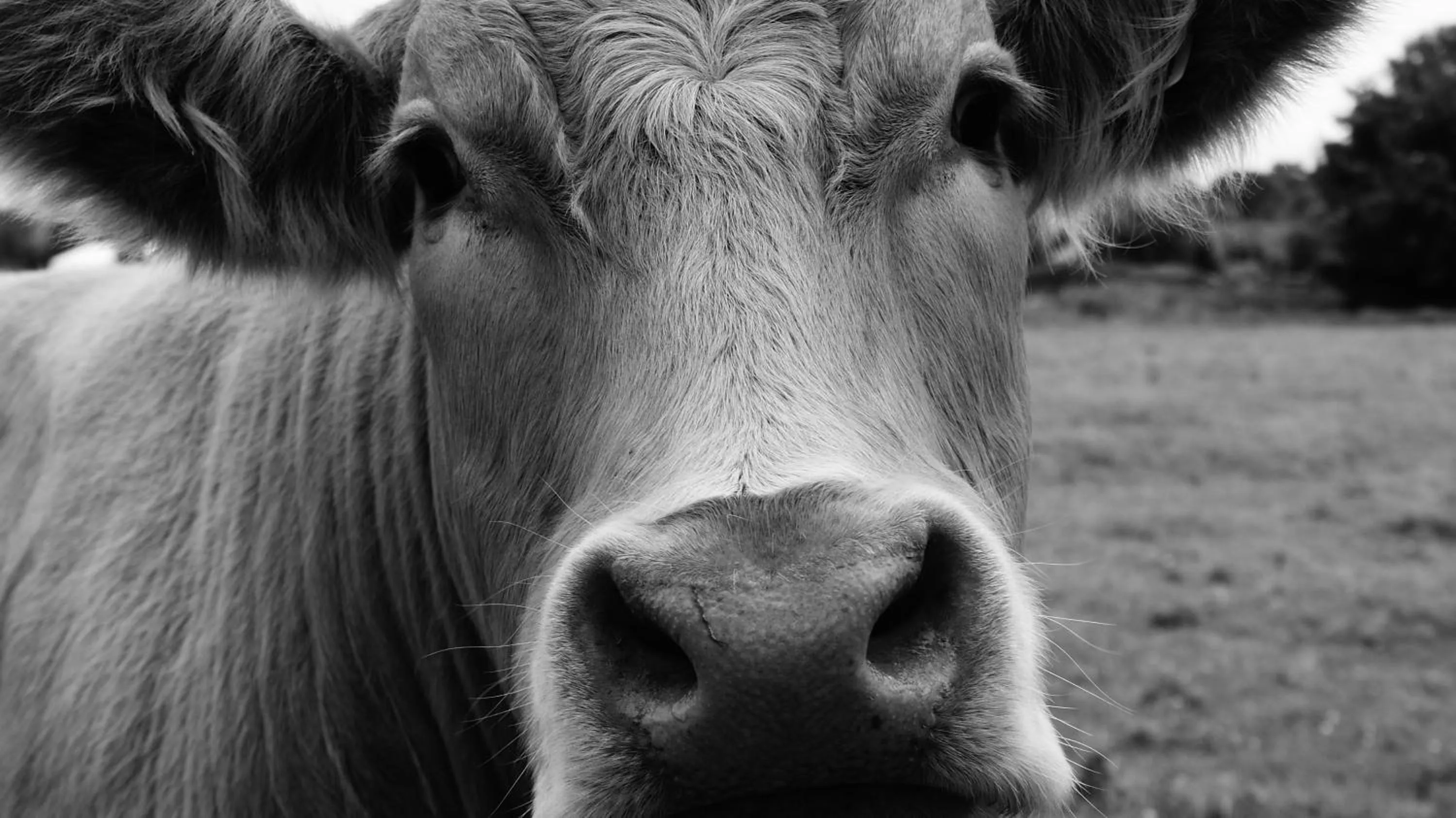 Animals in Rockville House B&B