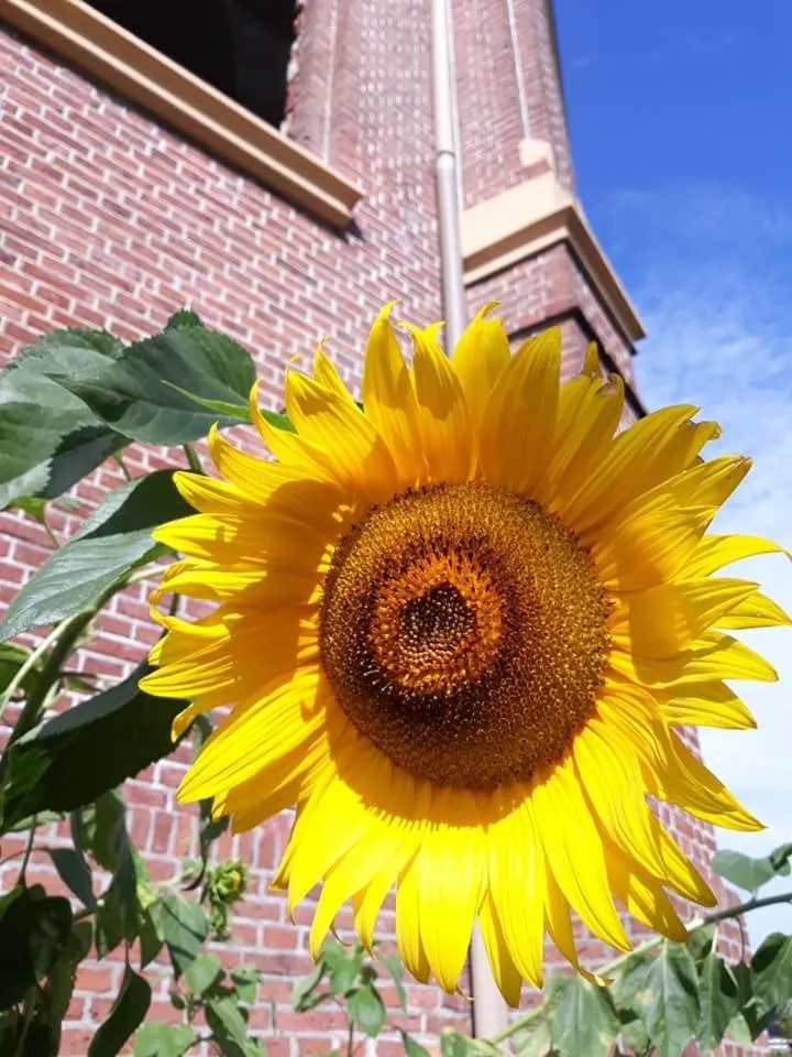 Garden in Mauritiuskerk Studio's