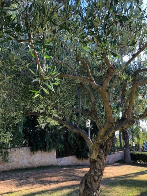 Property building in Villa Grandiosa FC