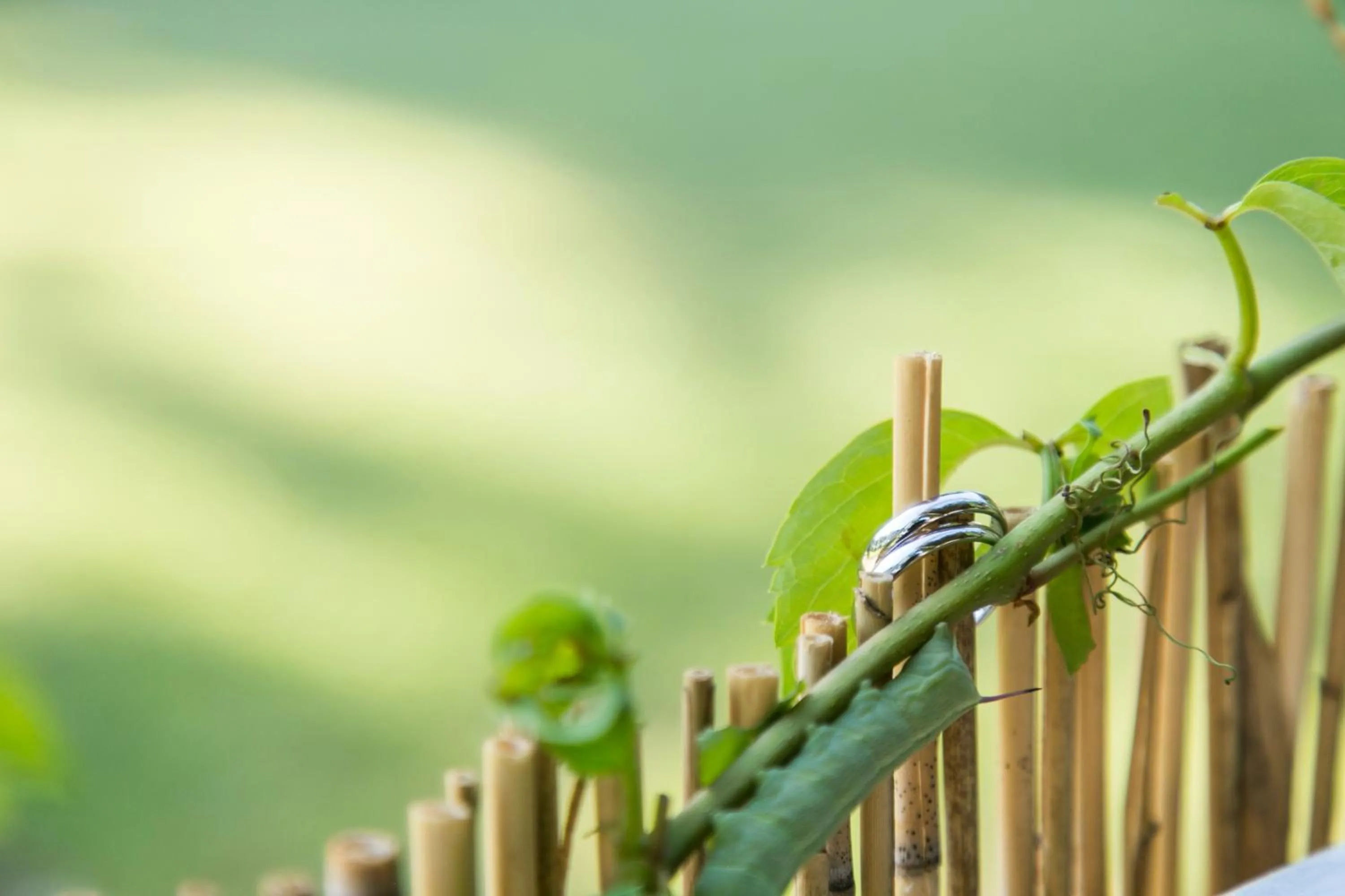 Spring in Eco Beach And Magic Garden Hotel