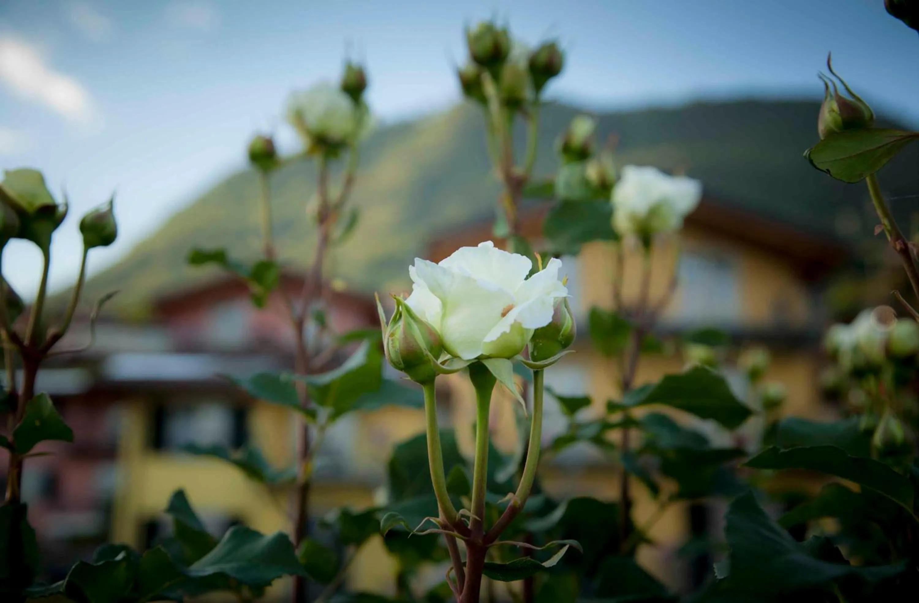 Spring in Residence La Collina