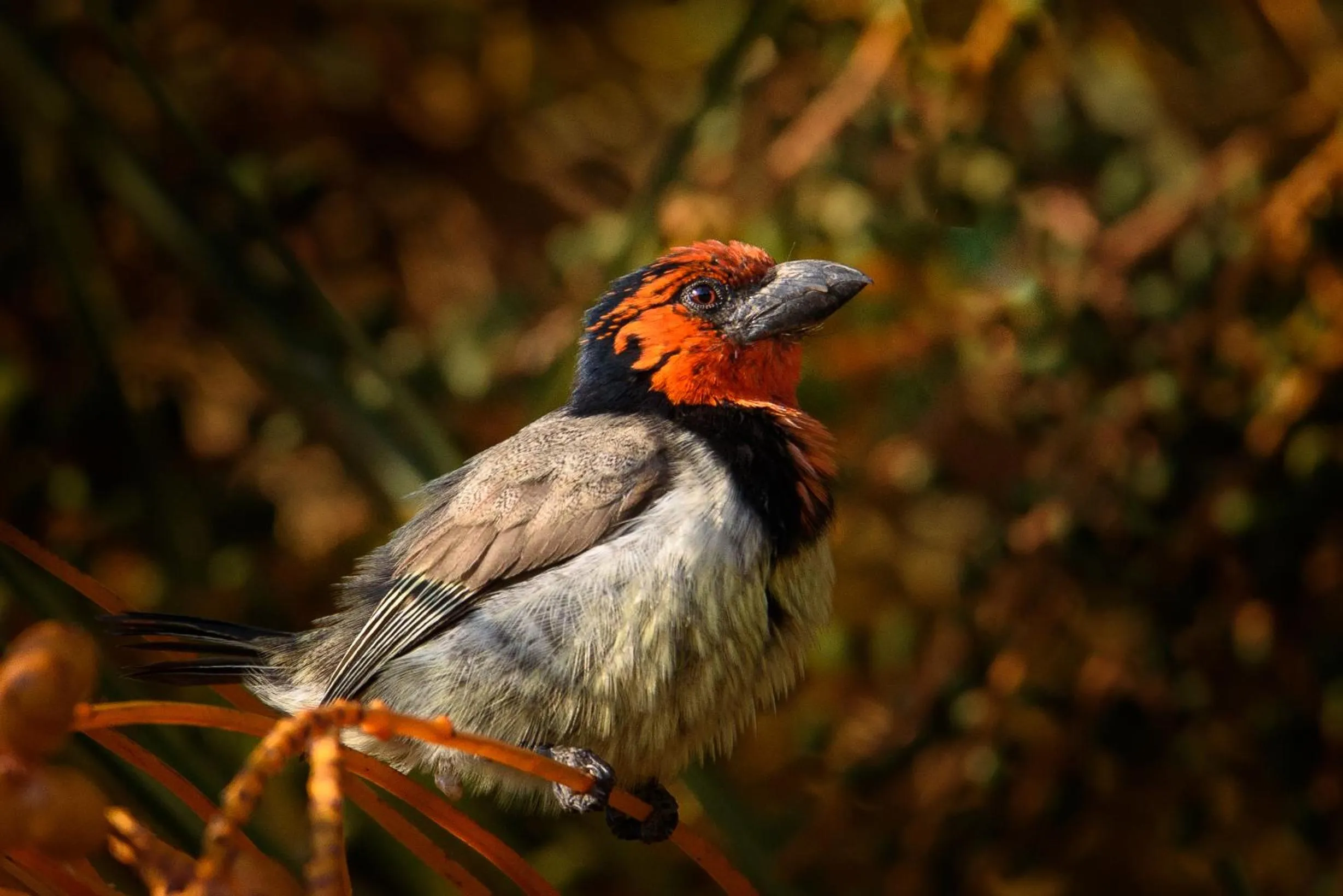 Animals in Aquanzi Lodge