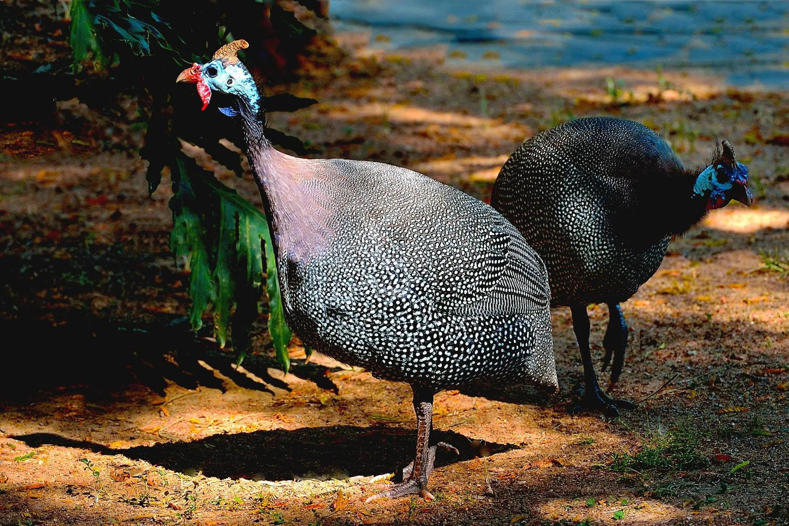 Animals in Aquanzi Lodge