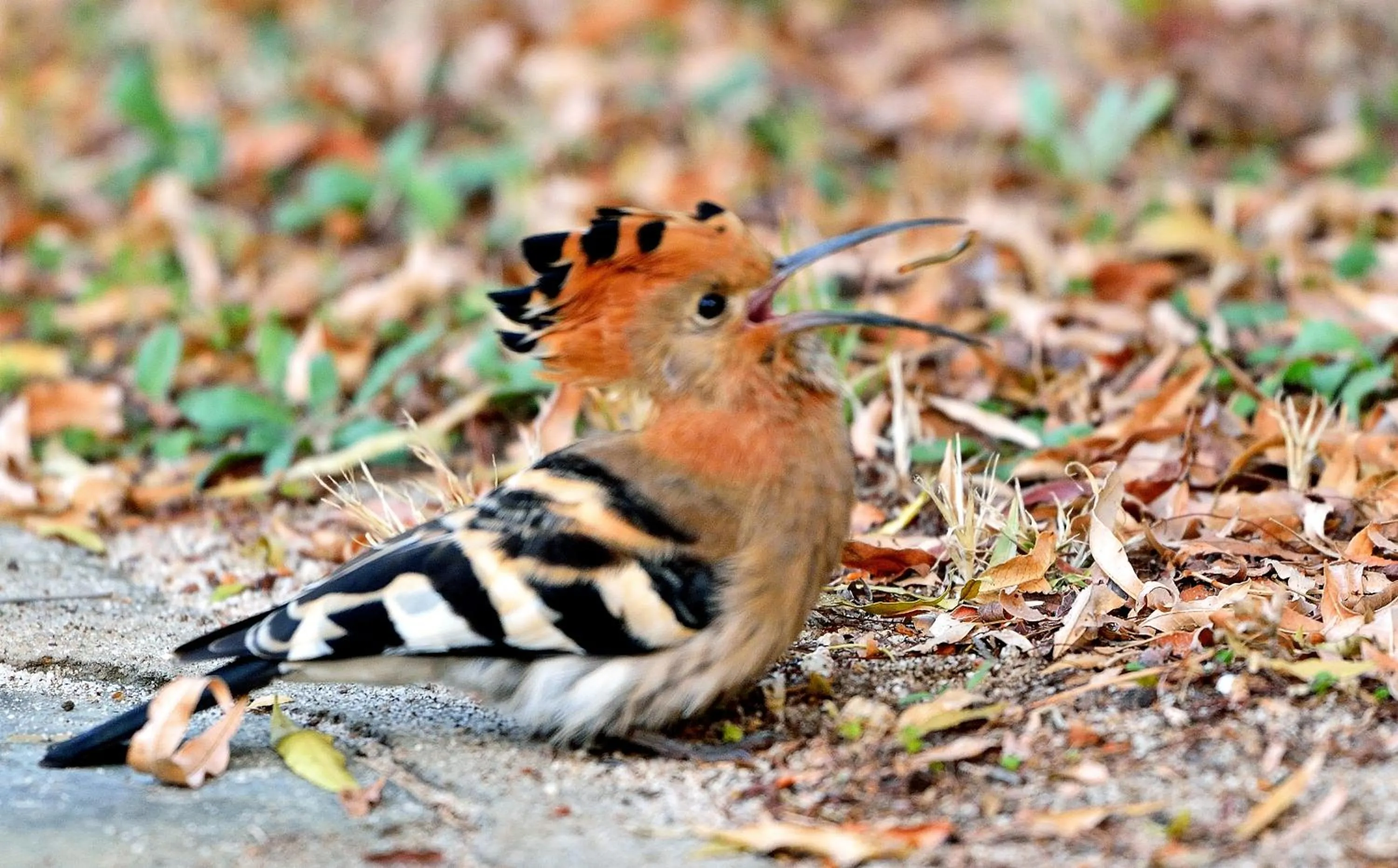 Animals in Aquanzi Lodge