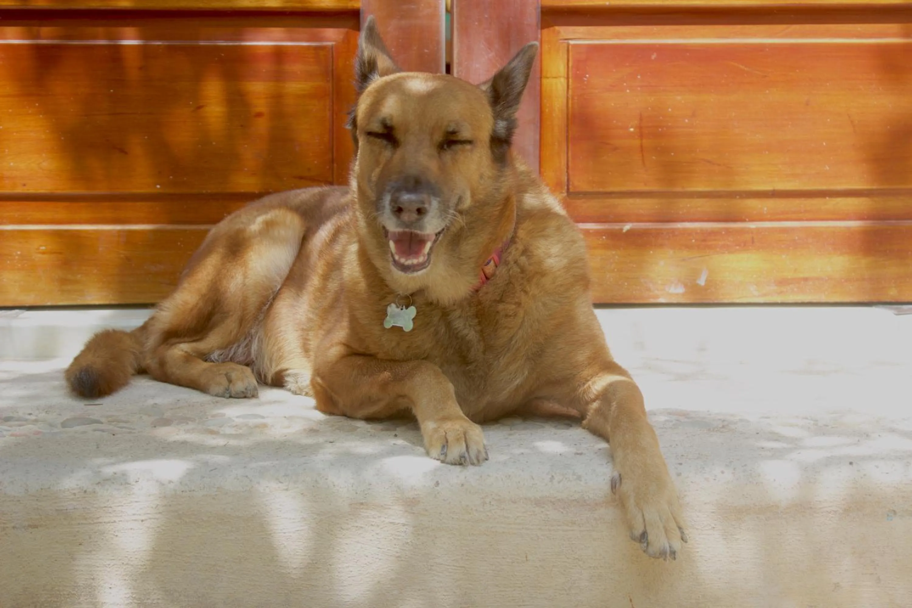 Pets in Casa Iguana Holbox - Beachfront Hotel